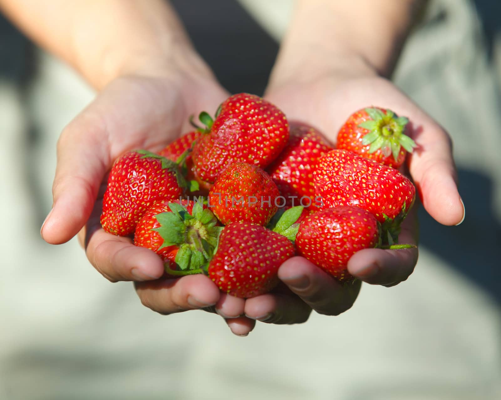 Fresh picked strawberries held in hand over strawberry plants