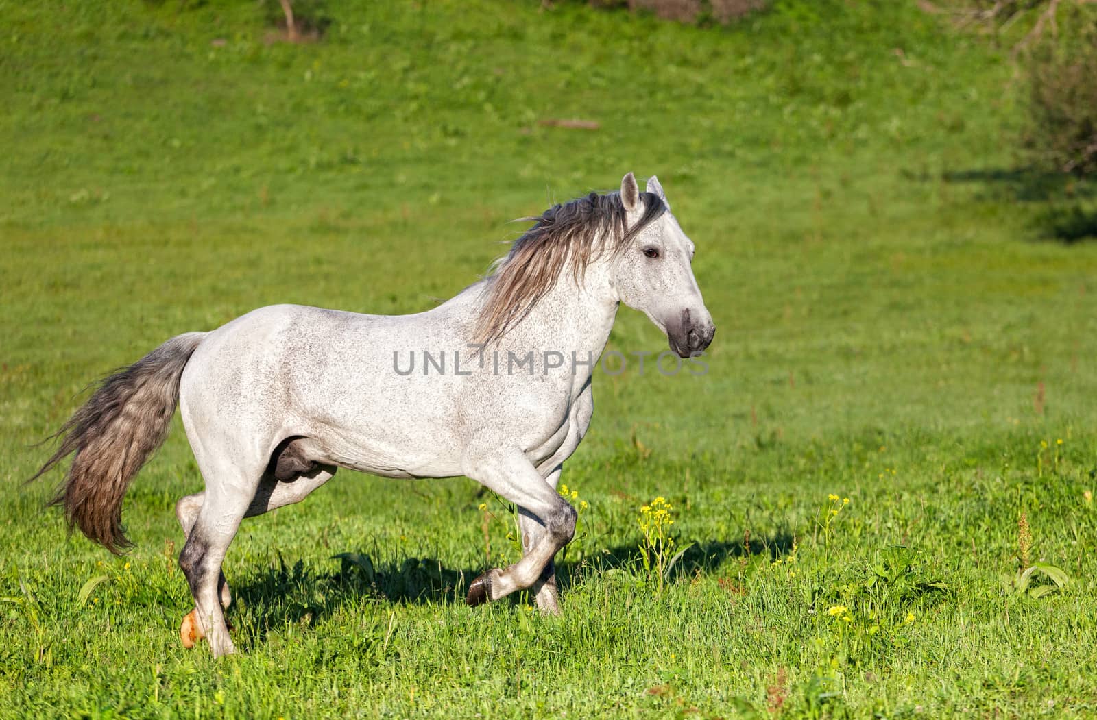 Gray Arab horse gallops on a green meadow