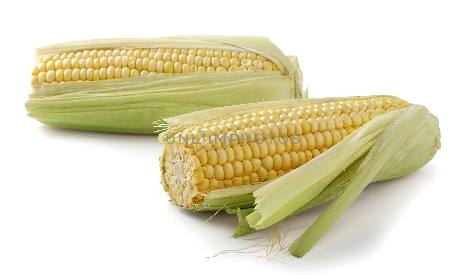 Two fresh isolated corncobs on the white background