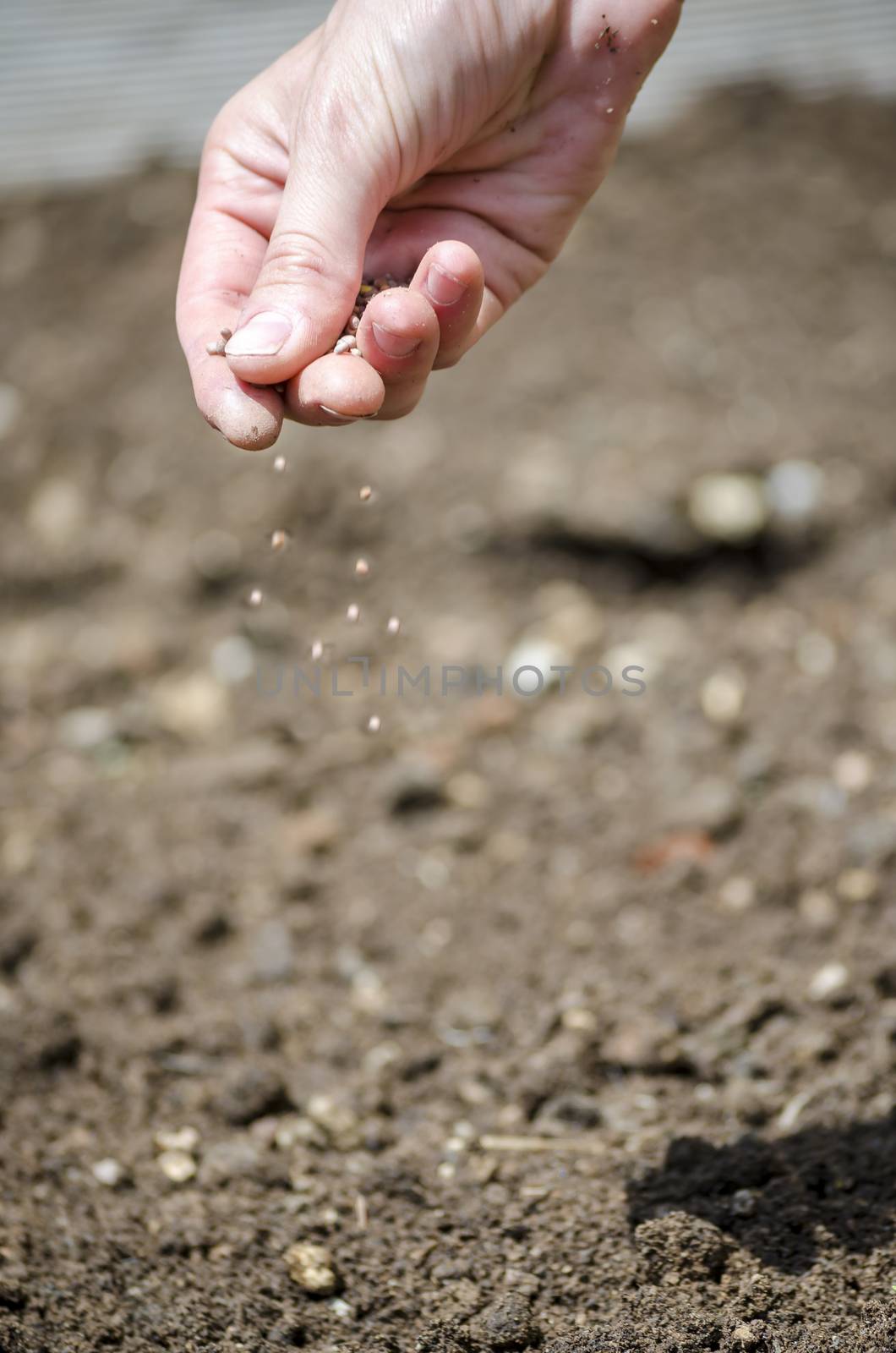 Detail of female hand sowing. Gardening concept.