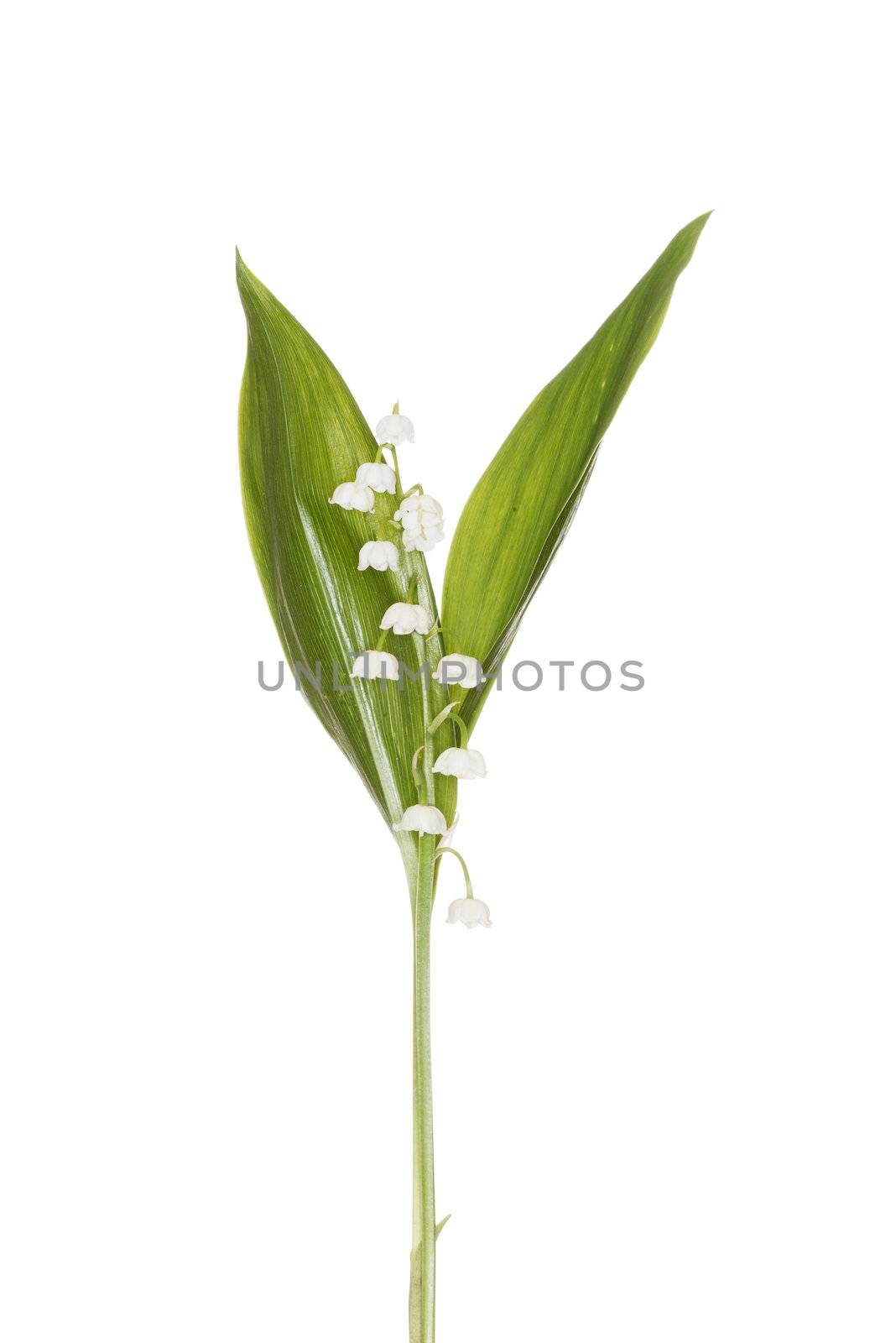 Lily of the Valley isolated on white