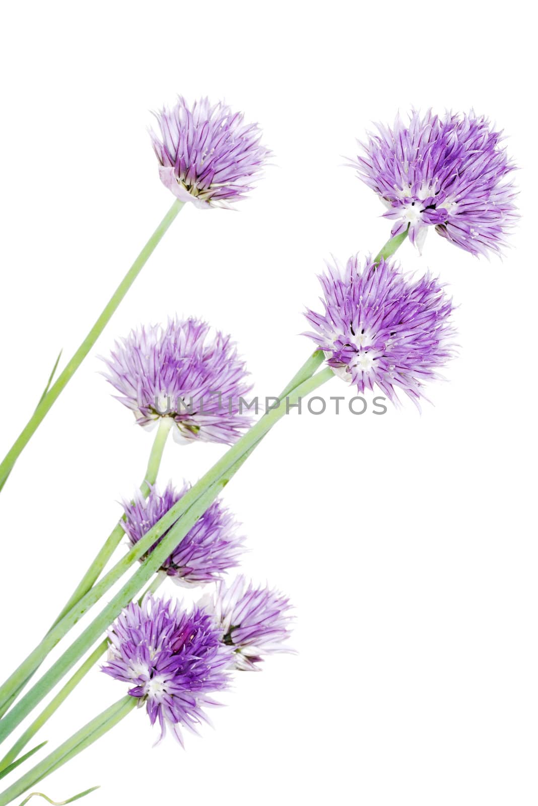 Chives decorative flowers close up