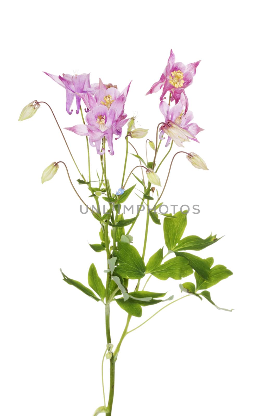 Aquilegia vulgaris (European Columbine) flower