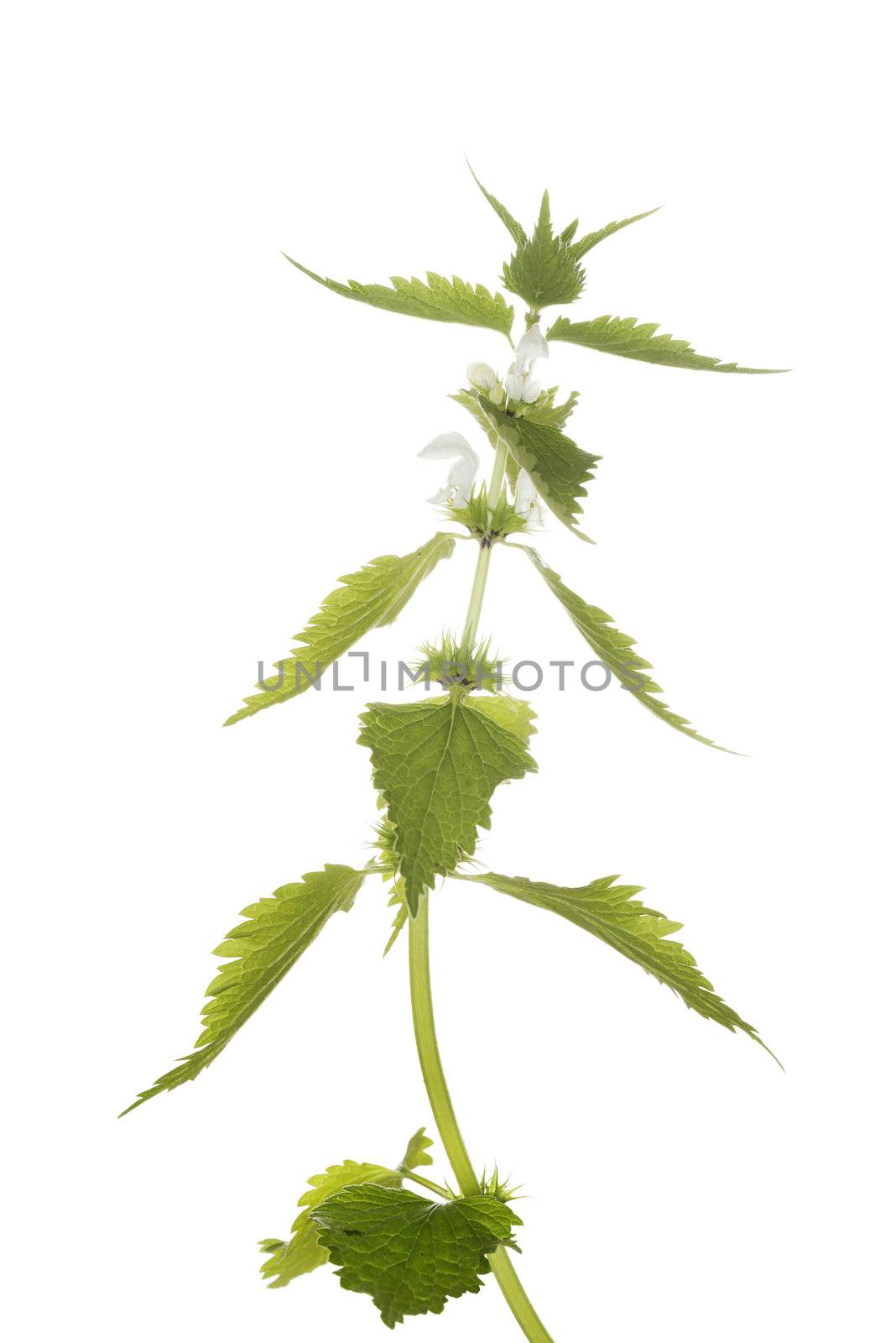 Nettle by BDS