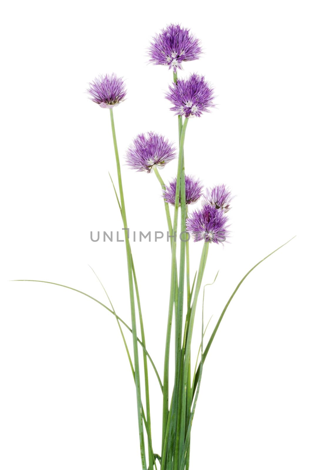 Chives decorative flowers close up