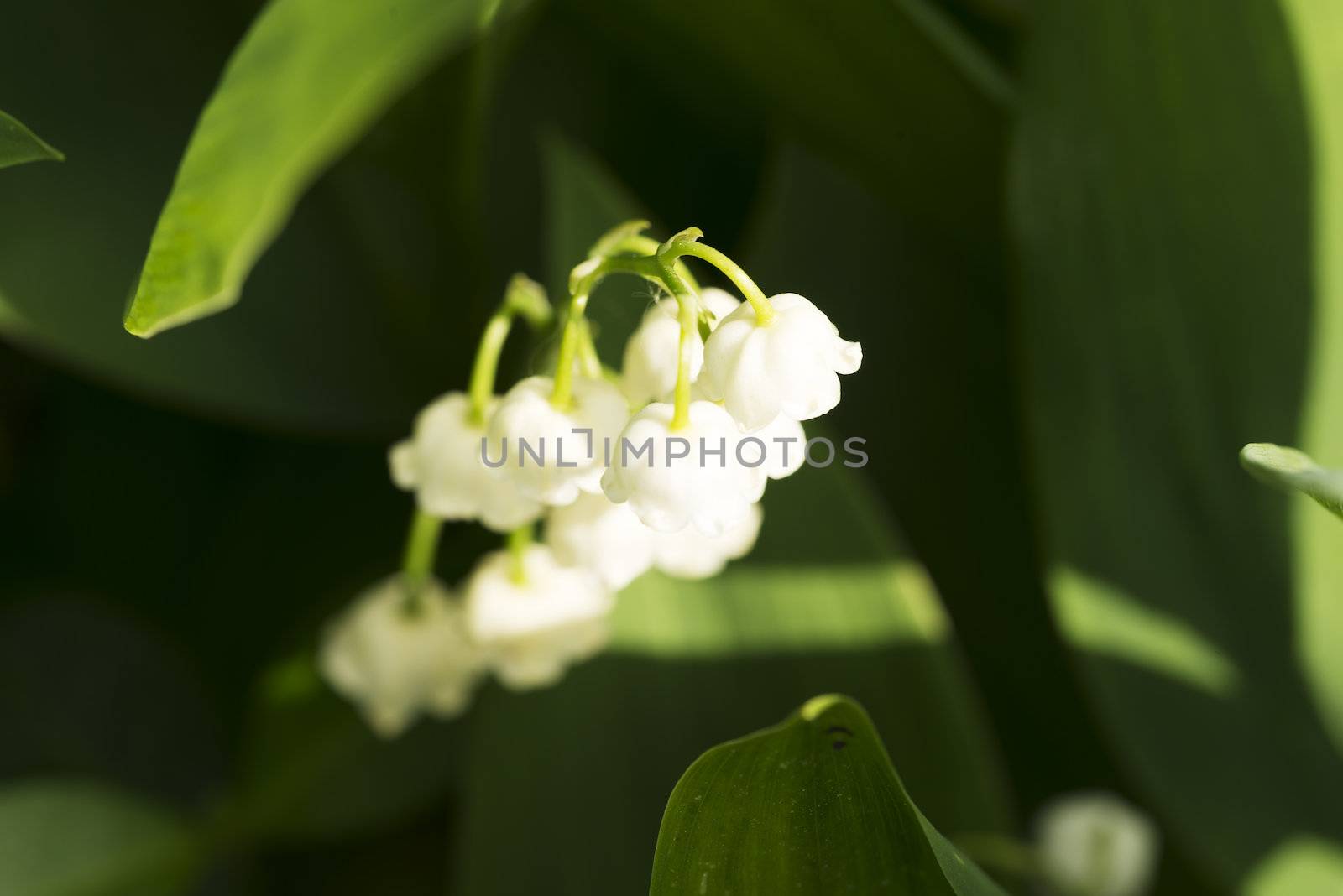 Lily of the Valley by BDS