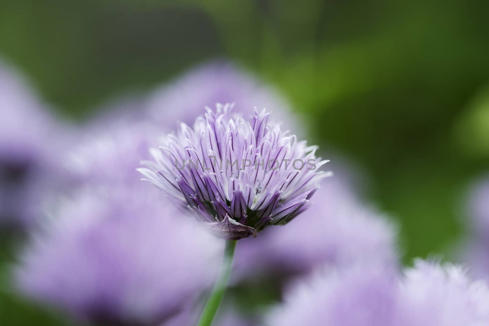Chives decorative flowers close up