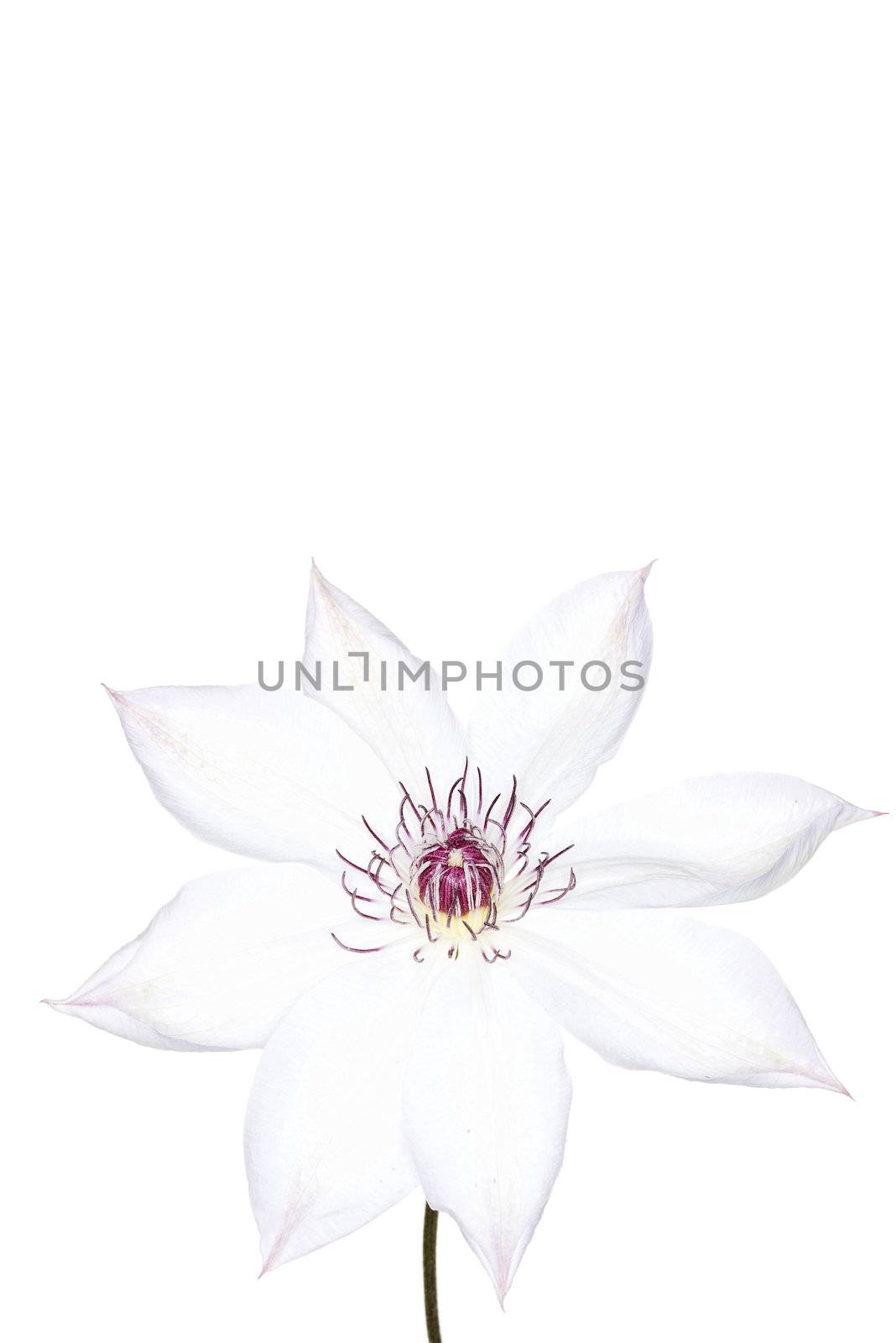 White Clematis Snow Queen close up