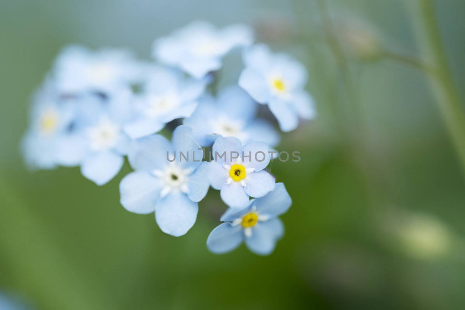 Forget-me-not by BDS