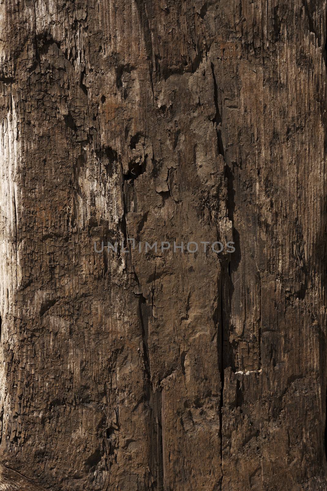 Old wood texture by BDS