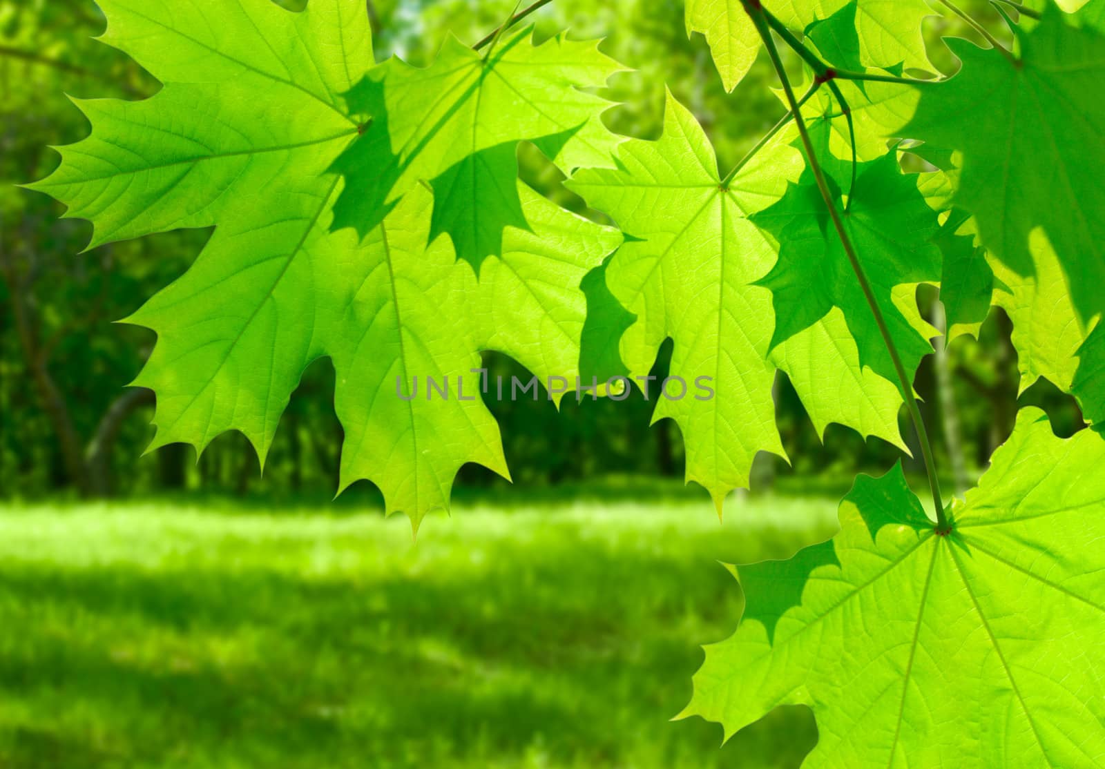 Green maple leaves on defocused forest background