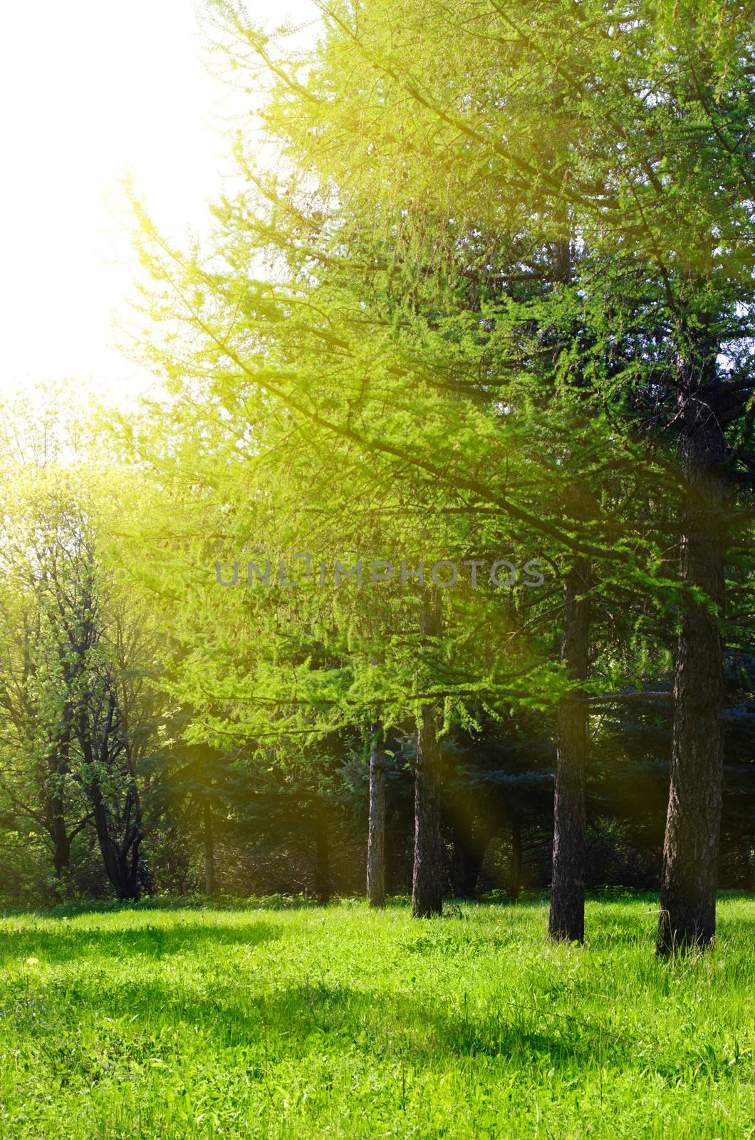 Sunny spring forest with sunbeams