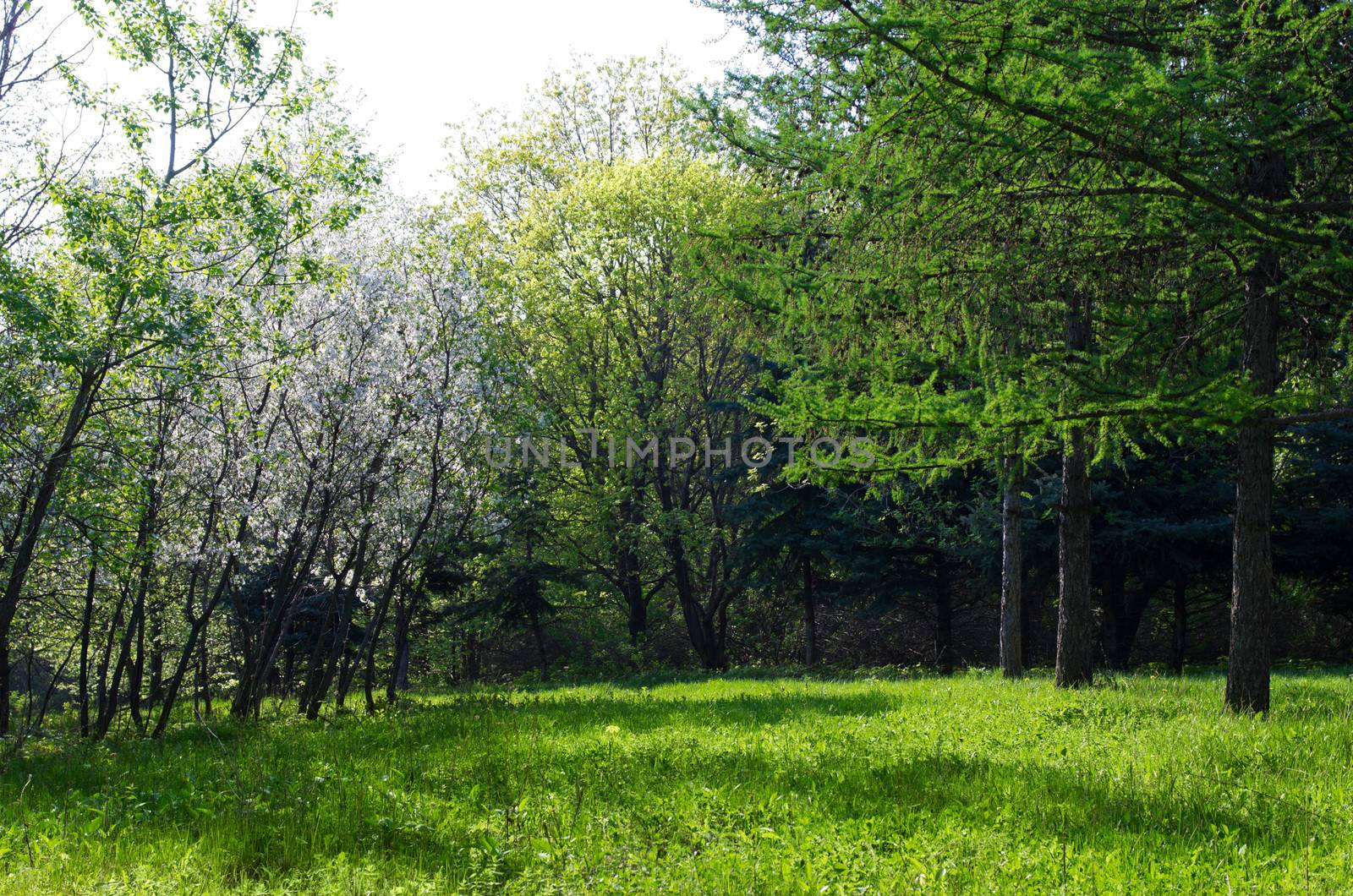 Sunny green forest at spring