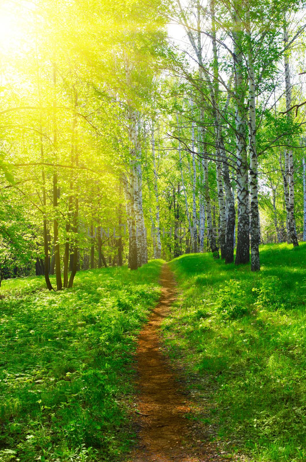 Pathway at sunny birch forest by rbv