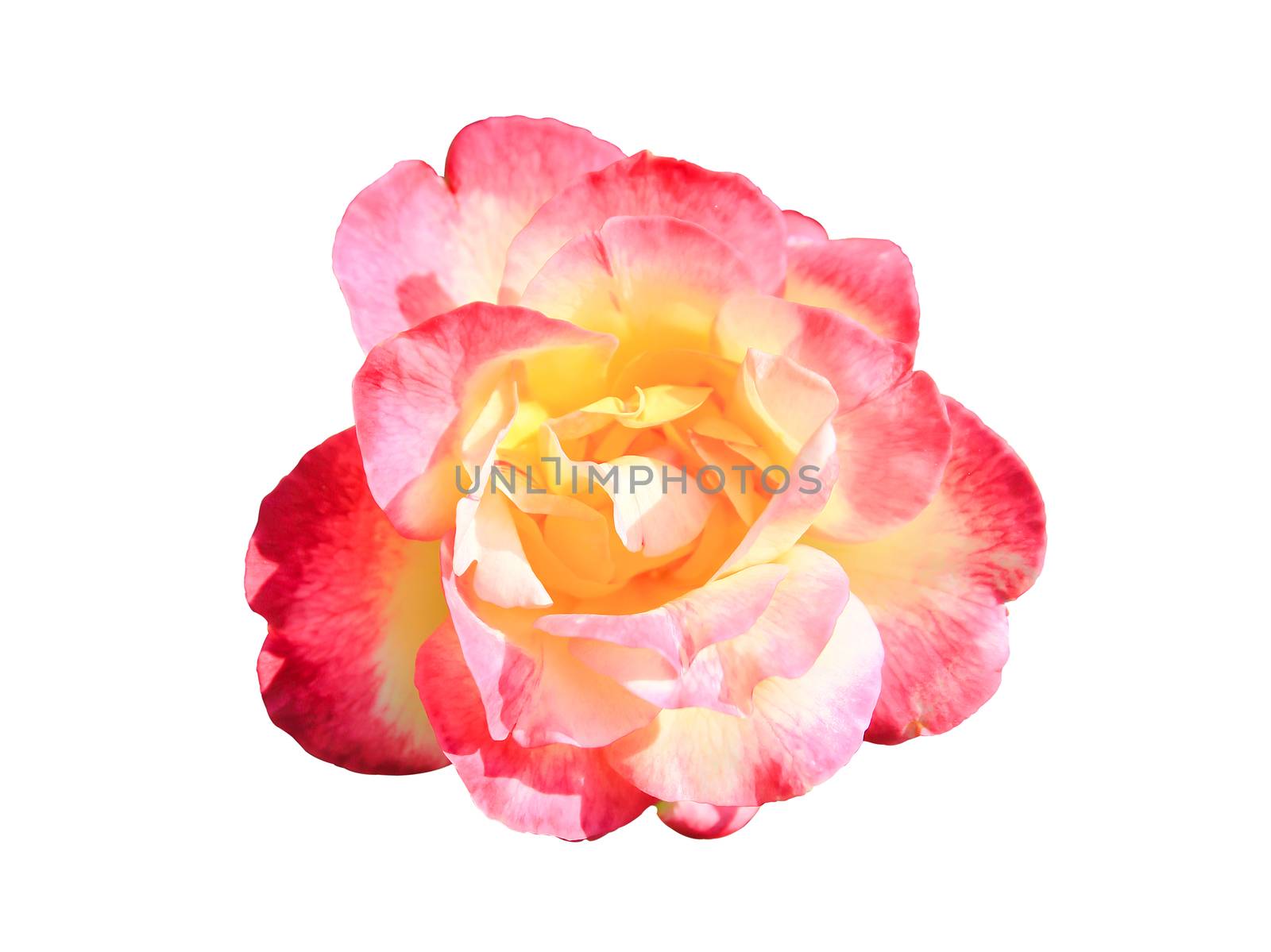 A beautiful pink rose against a white background. Pink roses are a great sign of romance and love