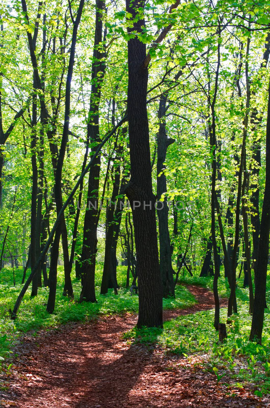 Pathway in spring sunny forest