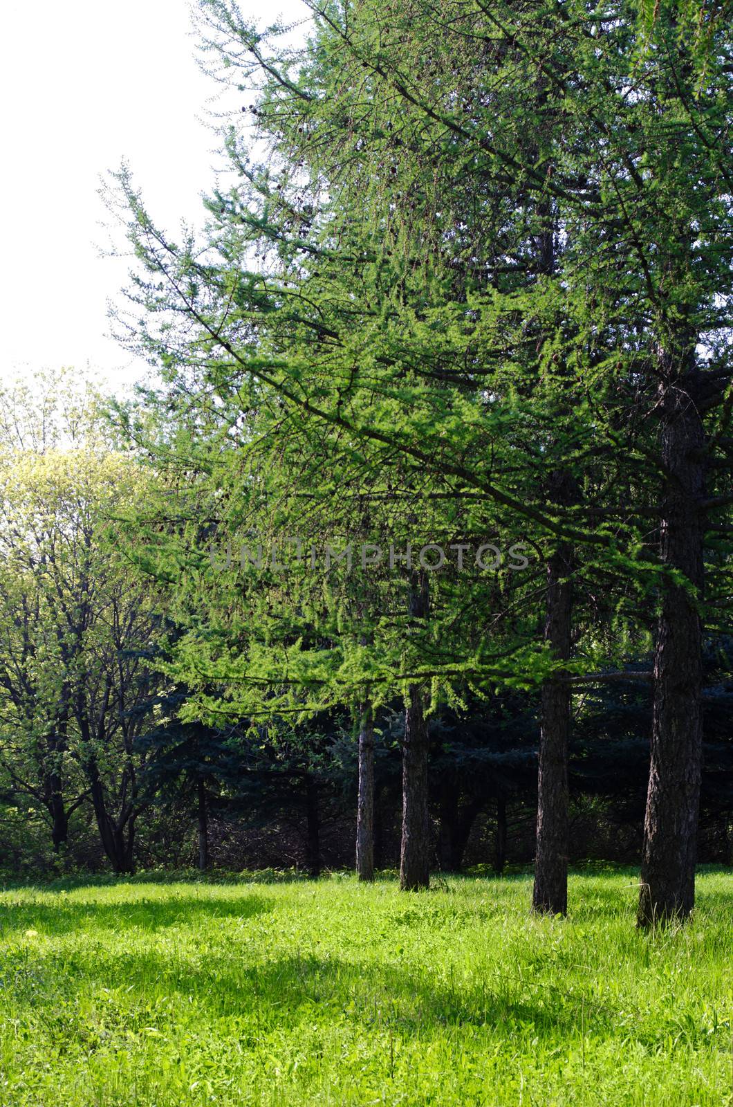 Sunny green forest by rbv
