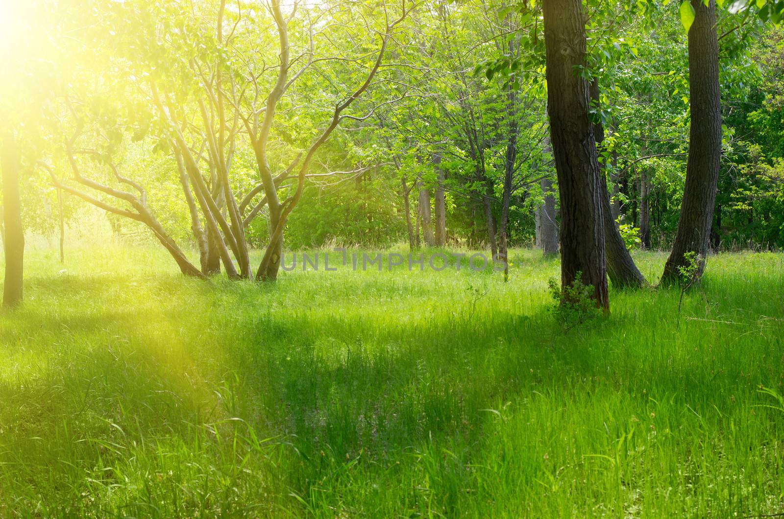 Sunny spring forest at morning