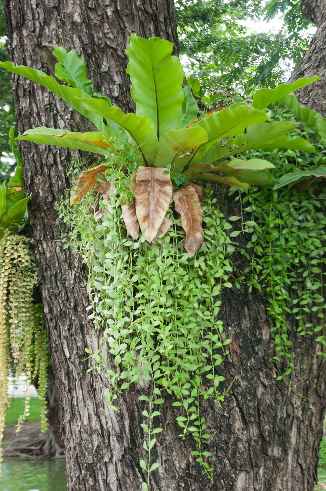 staghorn fern in city park in Bangkok, Thailand
