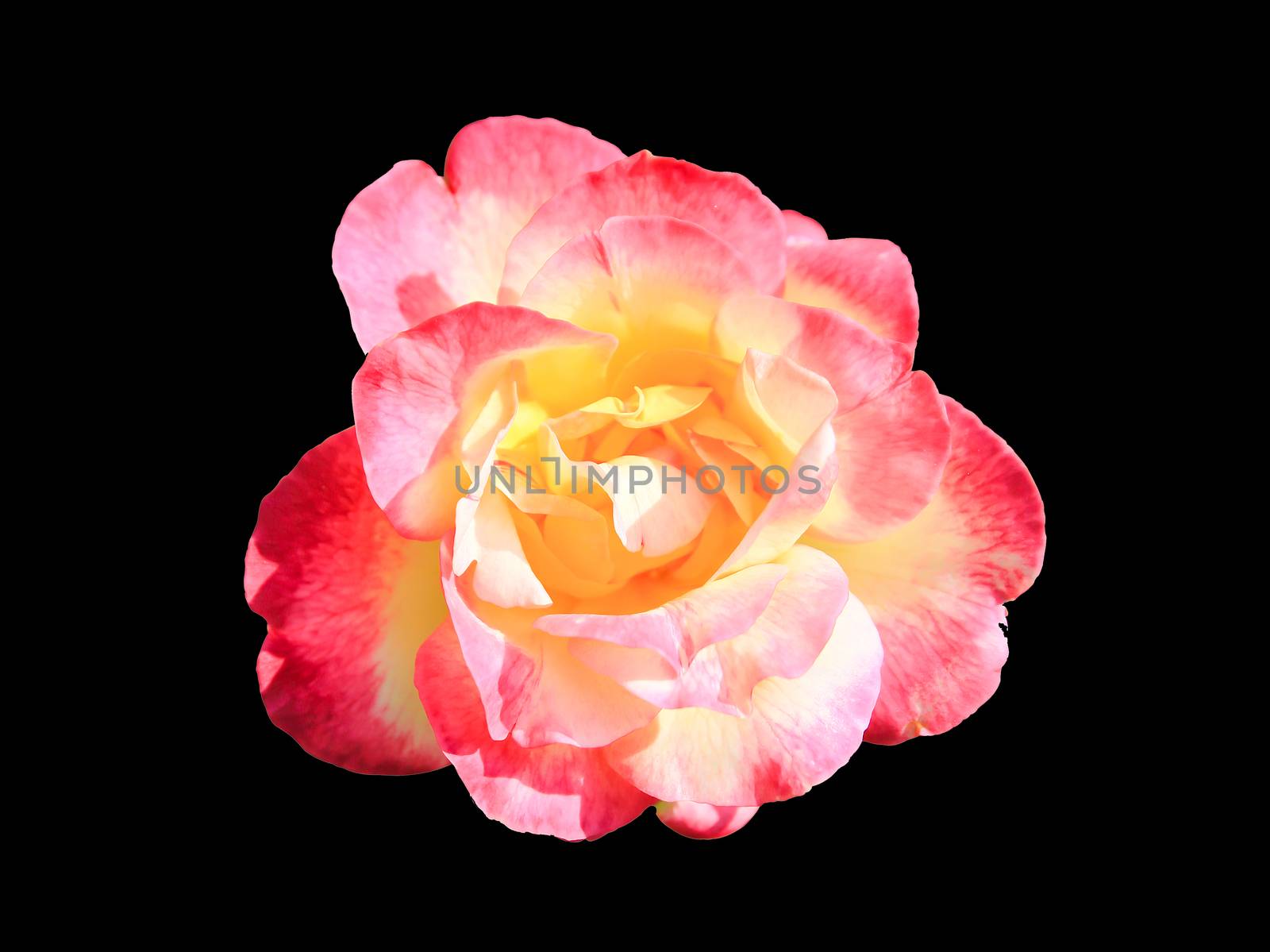 A beautiful pink rose against a black background. Pink roses are a great sign of romance and love