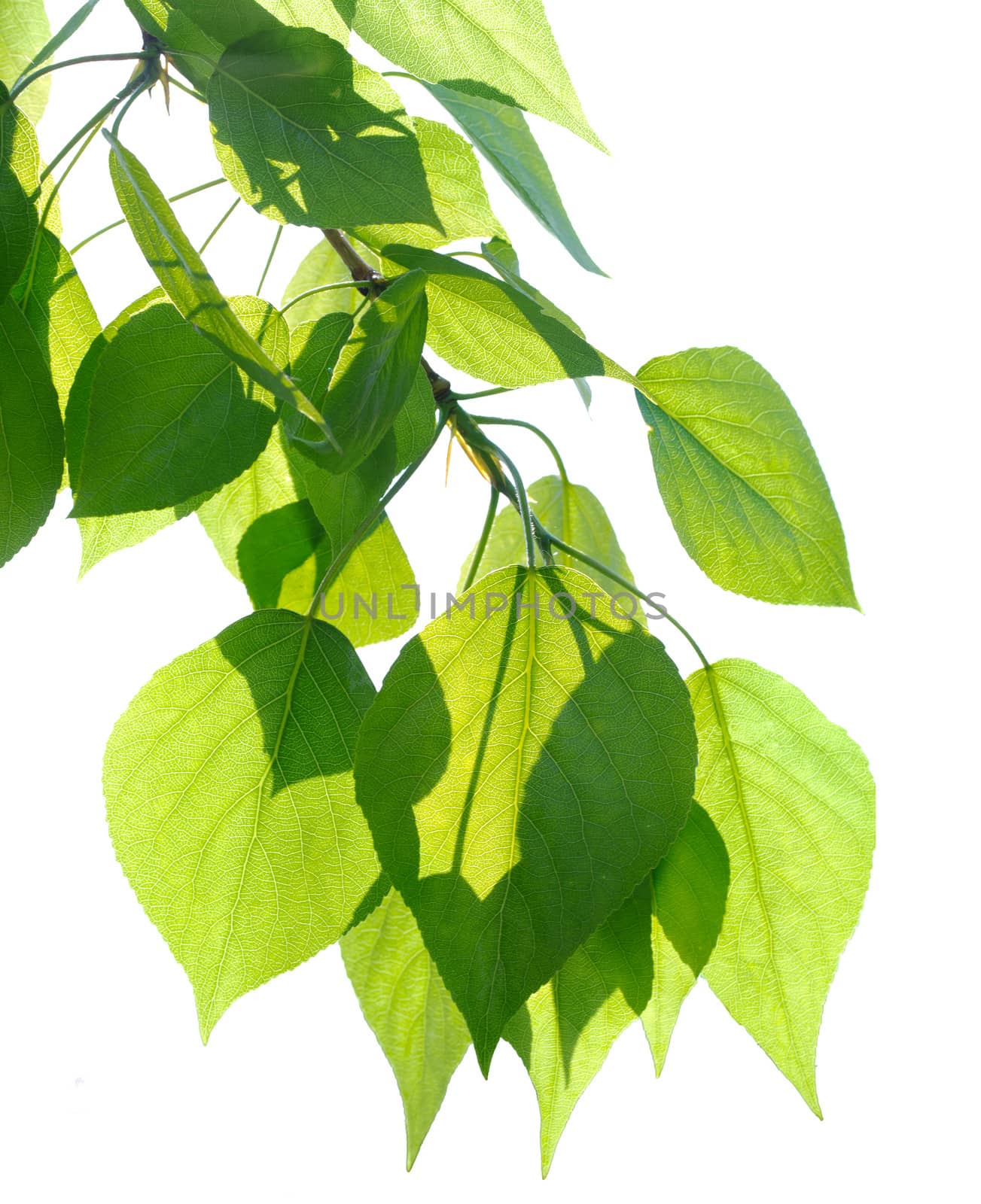 Green poplar leaves isolated by rbv