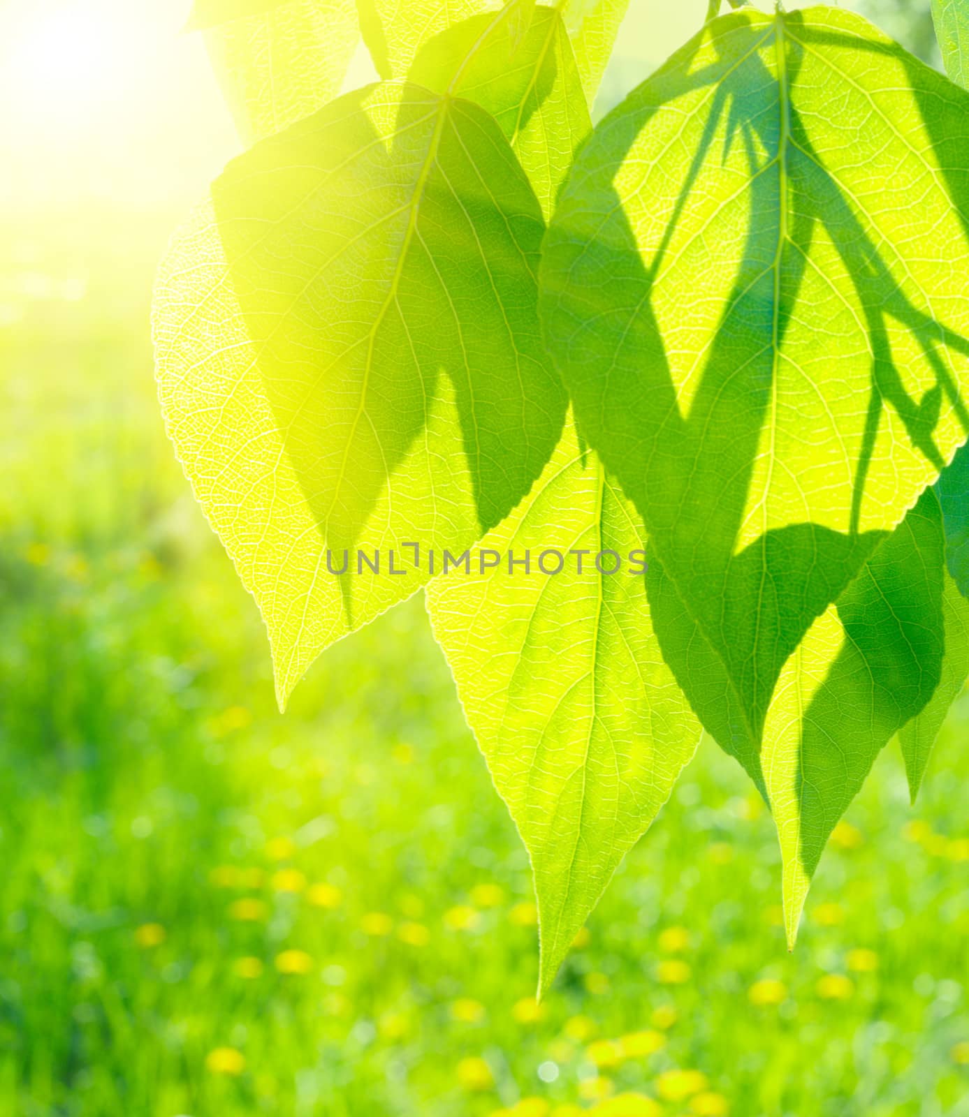 Sun over poplar leaves by rbv