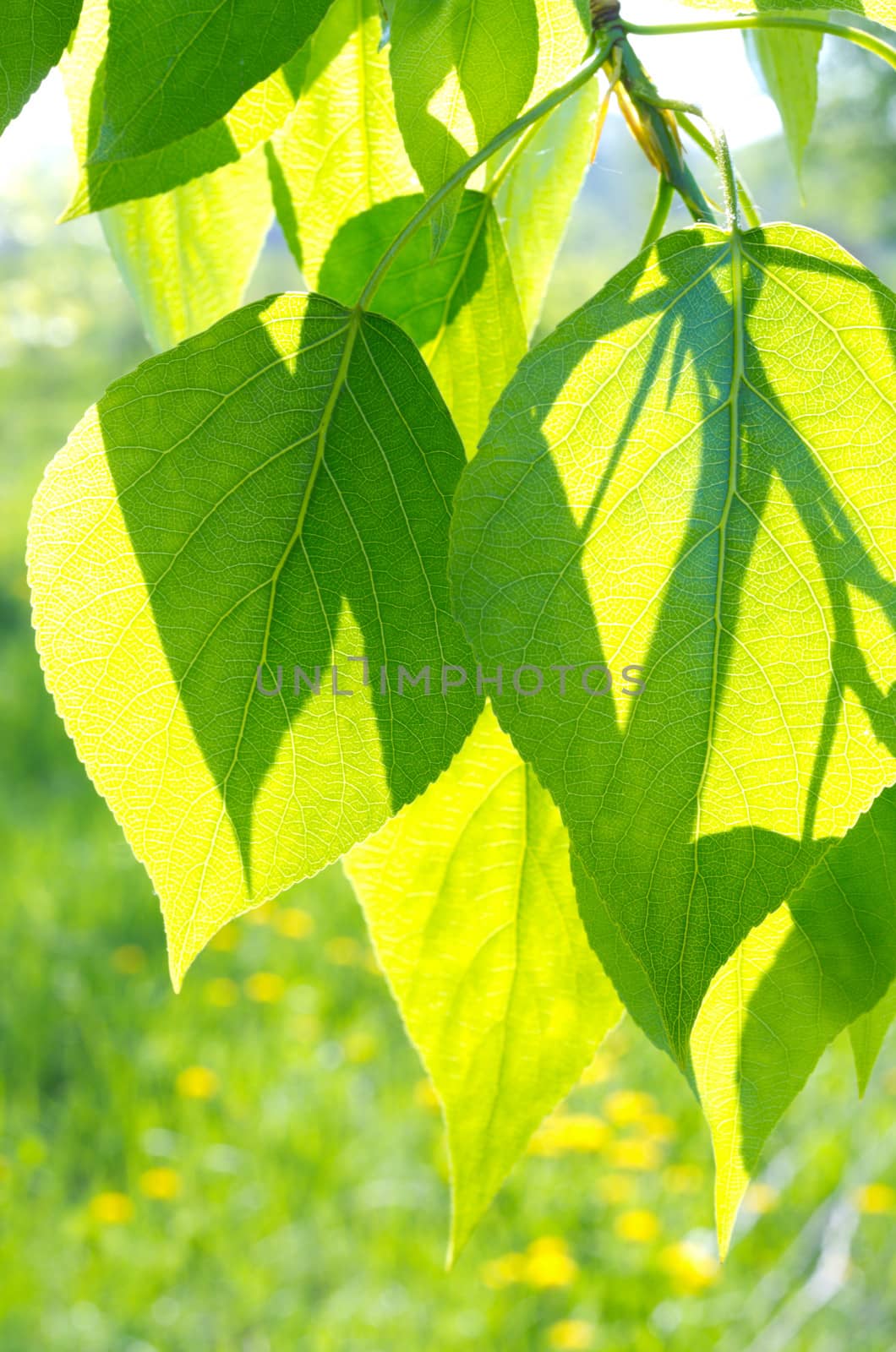 Green poplar leaves on defocused floral background