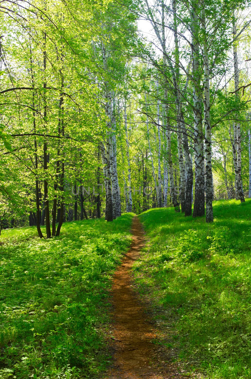 Footpath in birch grove in the spring