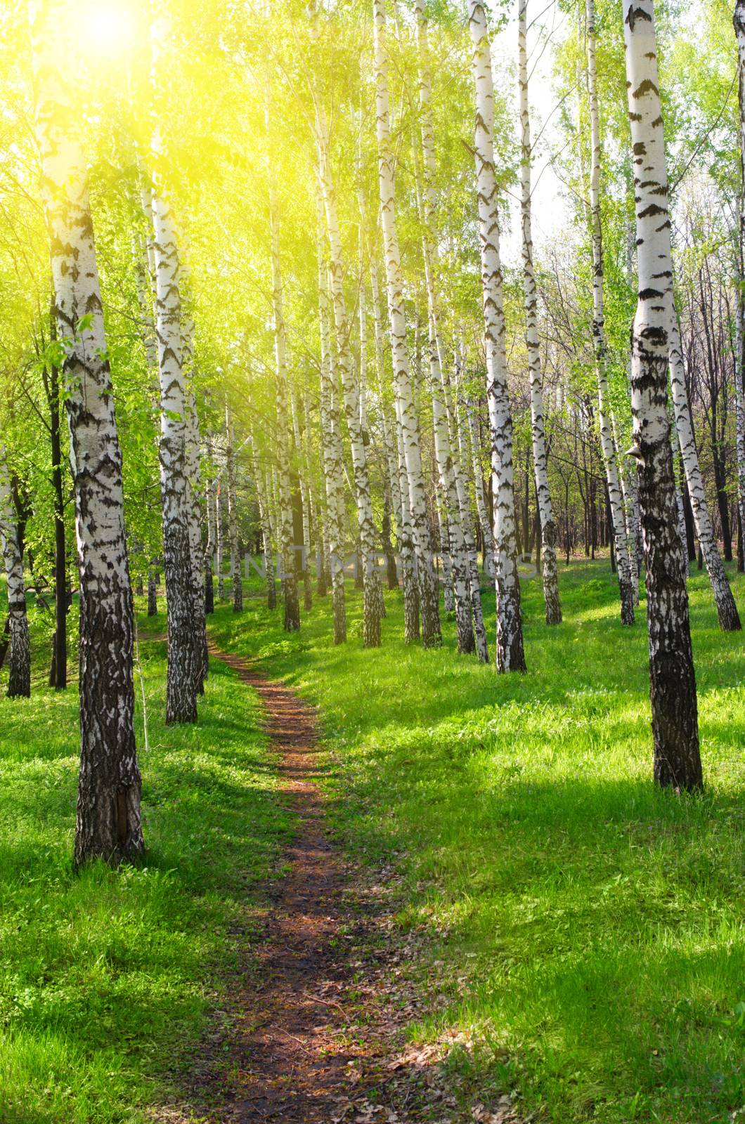 Pathway at sunny birch forest by rbv