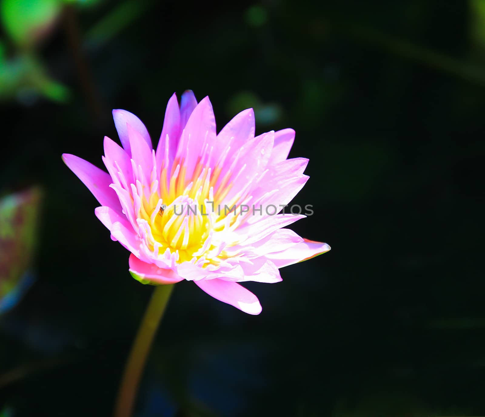 Pink lotus and the sunny outdoor environment.