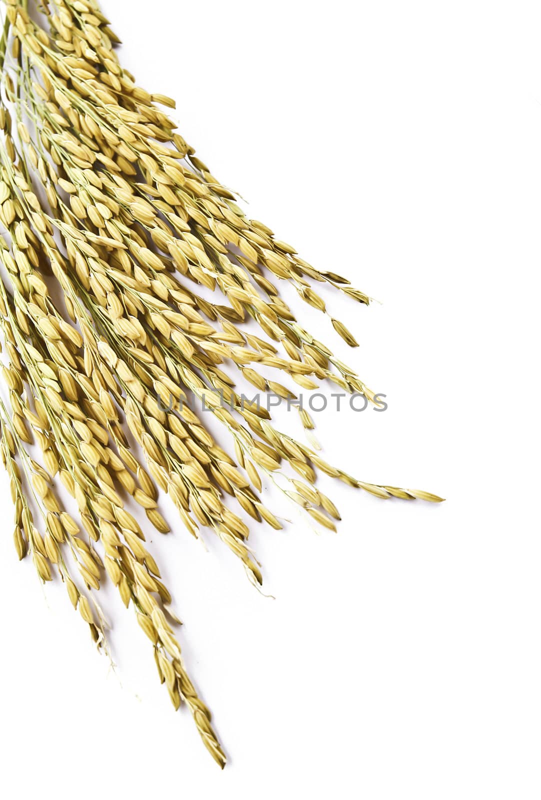 Close up wheat isolated on white background