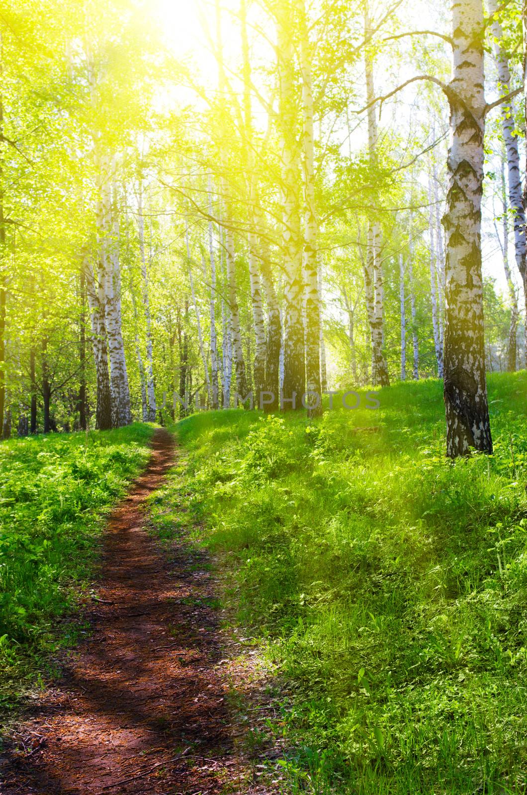 Pathway at sunny spring forest