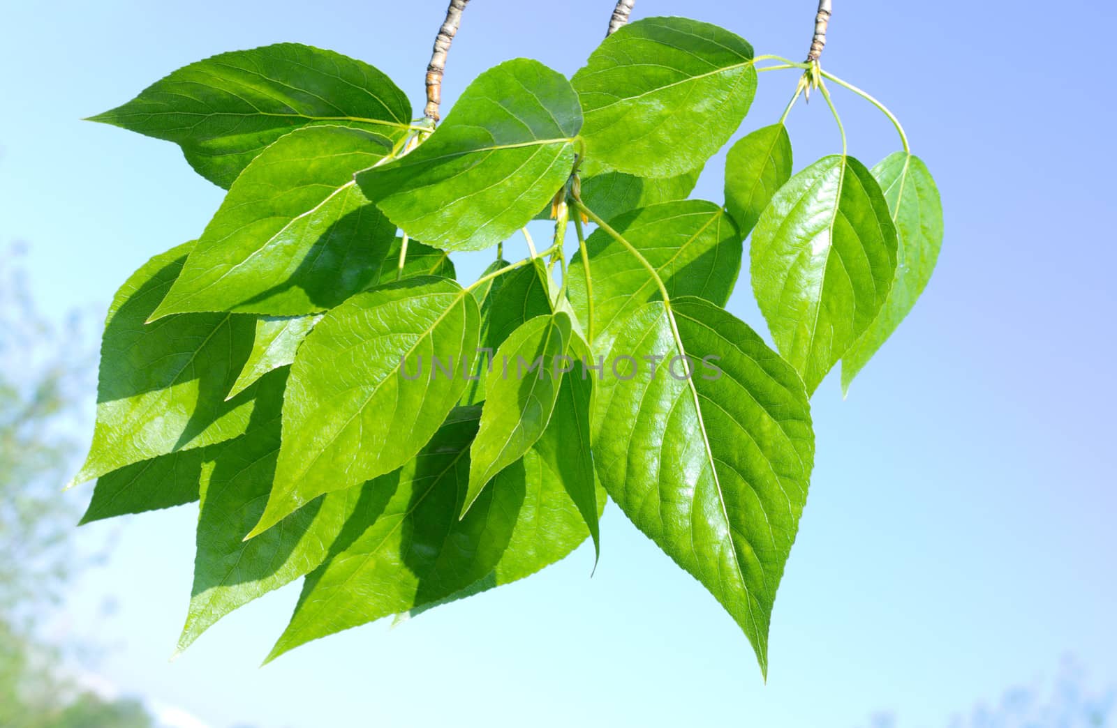 Green poplar leaves on blue sky