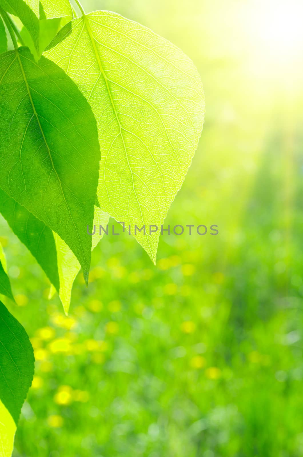 Sun over poplar leaves by rbv