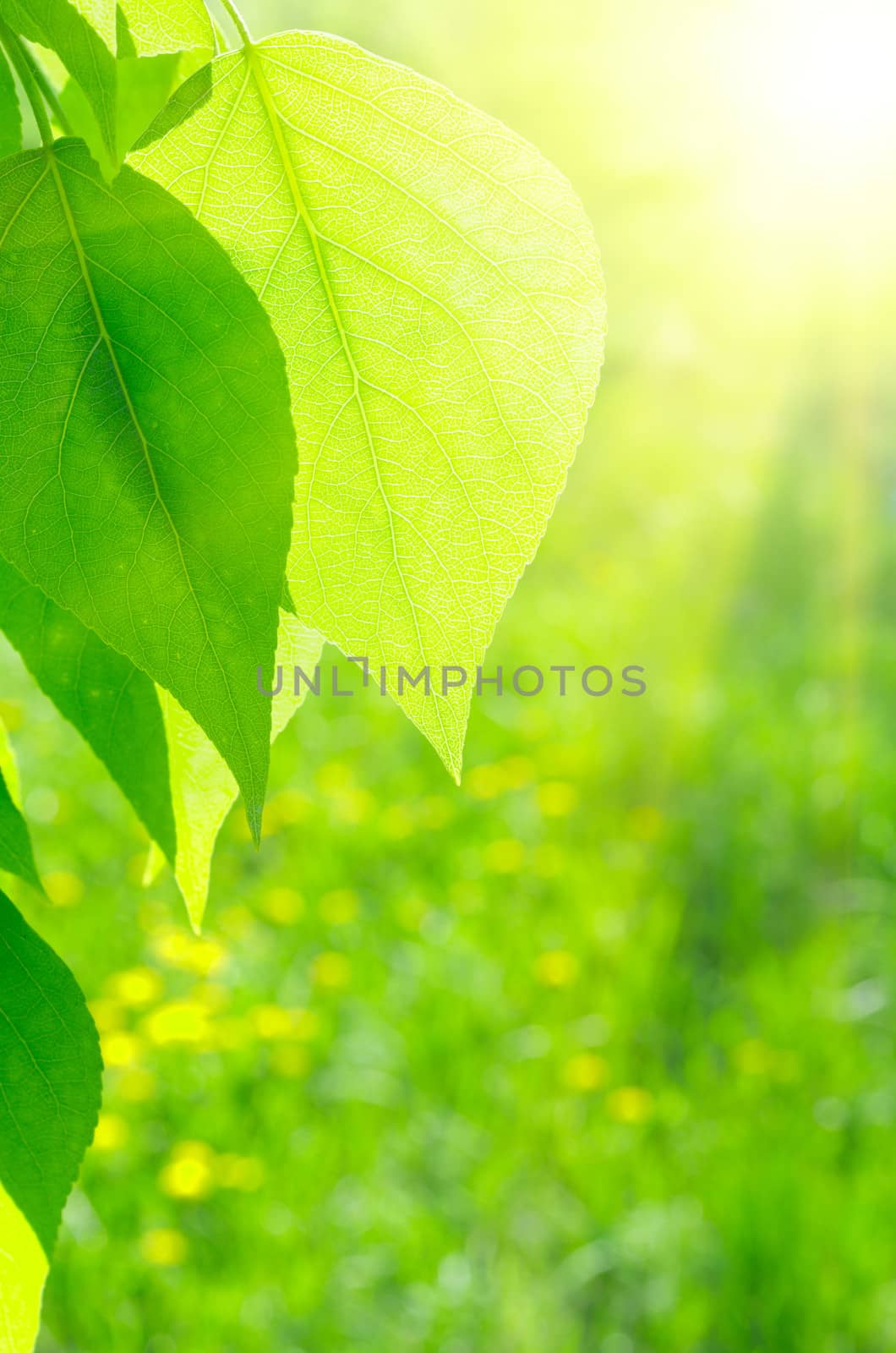 Sun over green poplar leaves