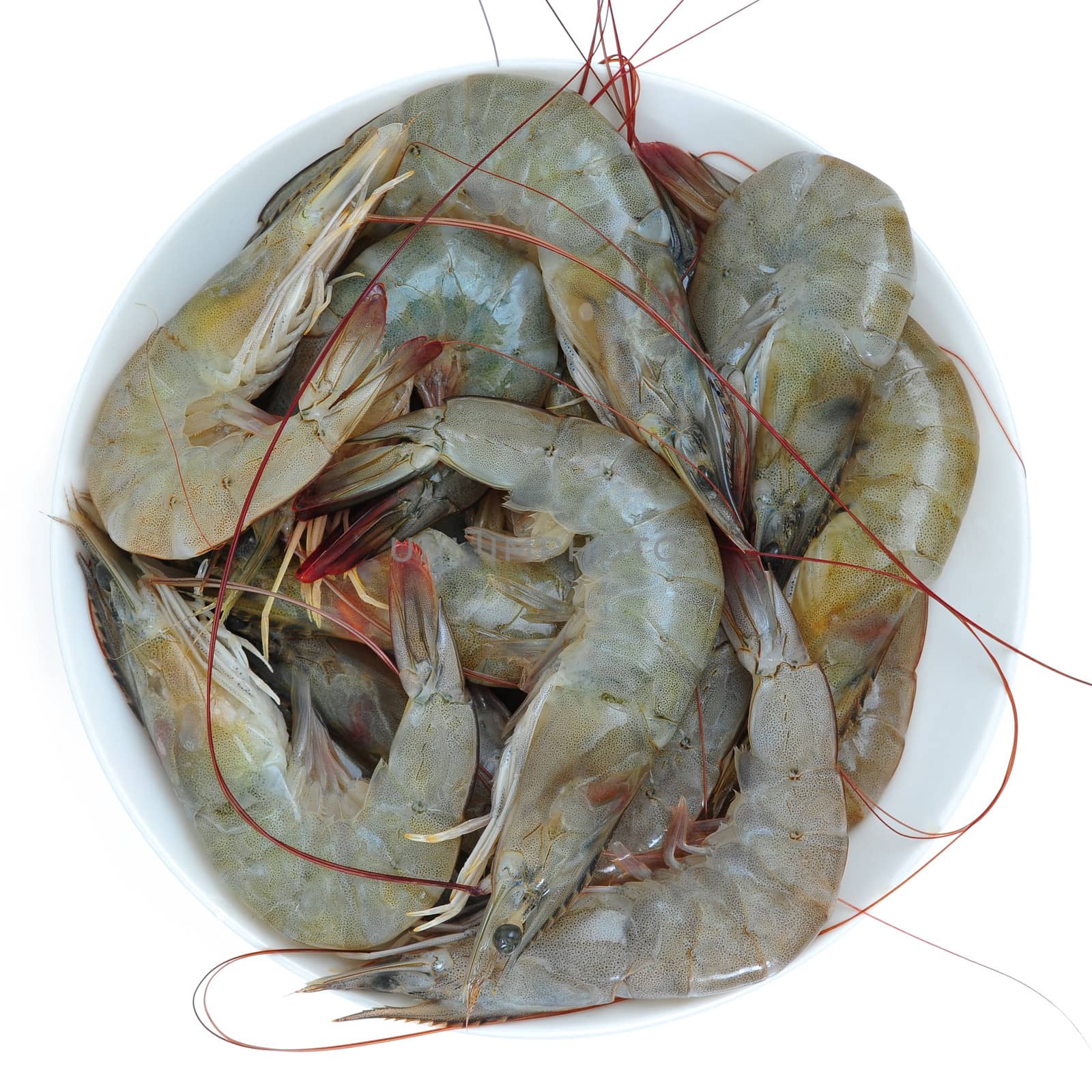 prawns, shrimps by antpkr
