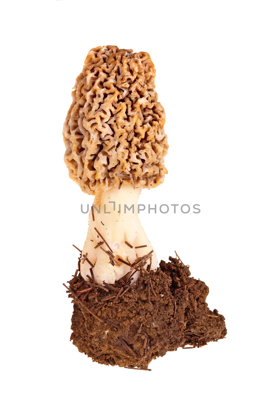 Sporocarp of a freshly picked yellow morel mushroom (Morchella esculenta or esculentoides) with its soil substrate collected from a back yard in Indiana isolated against a white background