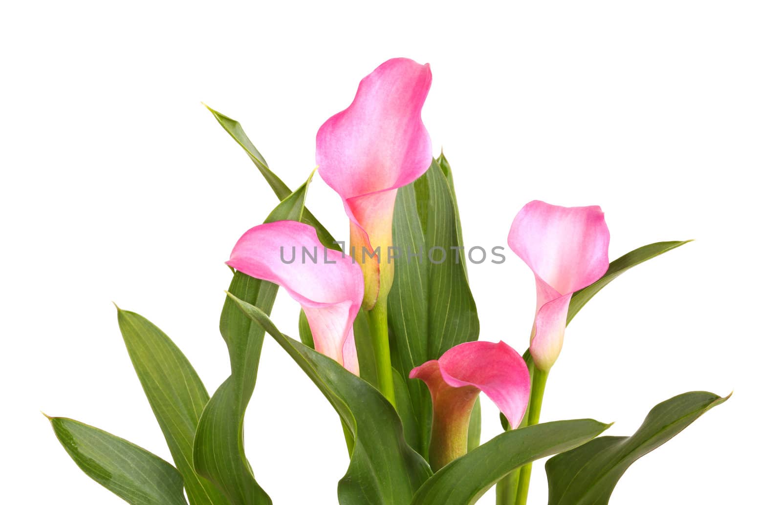 Four flowers of a pink calla lily cultivar (Zantedeschia species) and healthy green leaves isolated against a white background