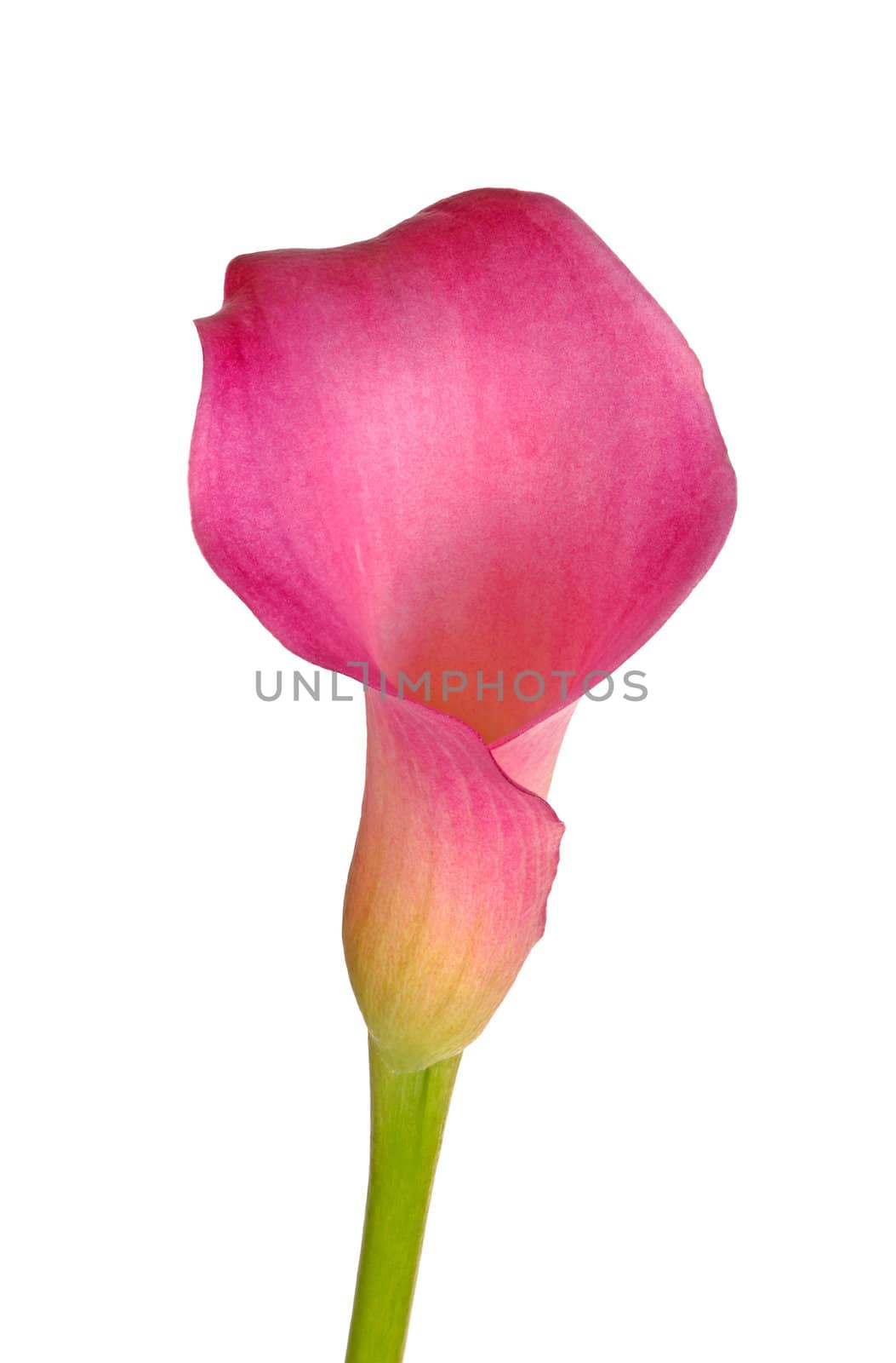 Single flower of a pink calla lily by sgoodwin4813