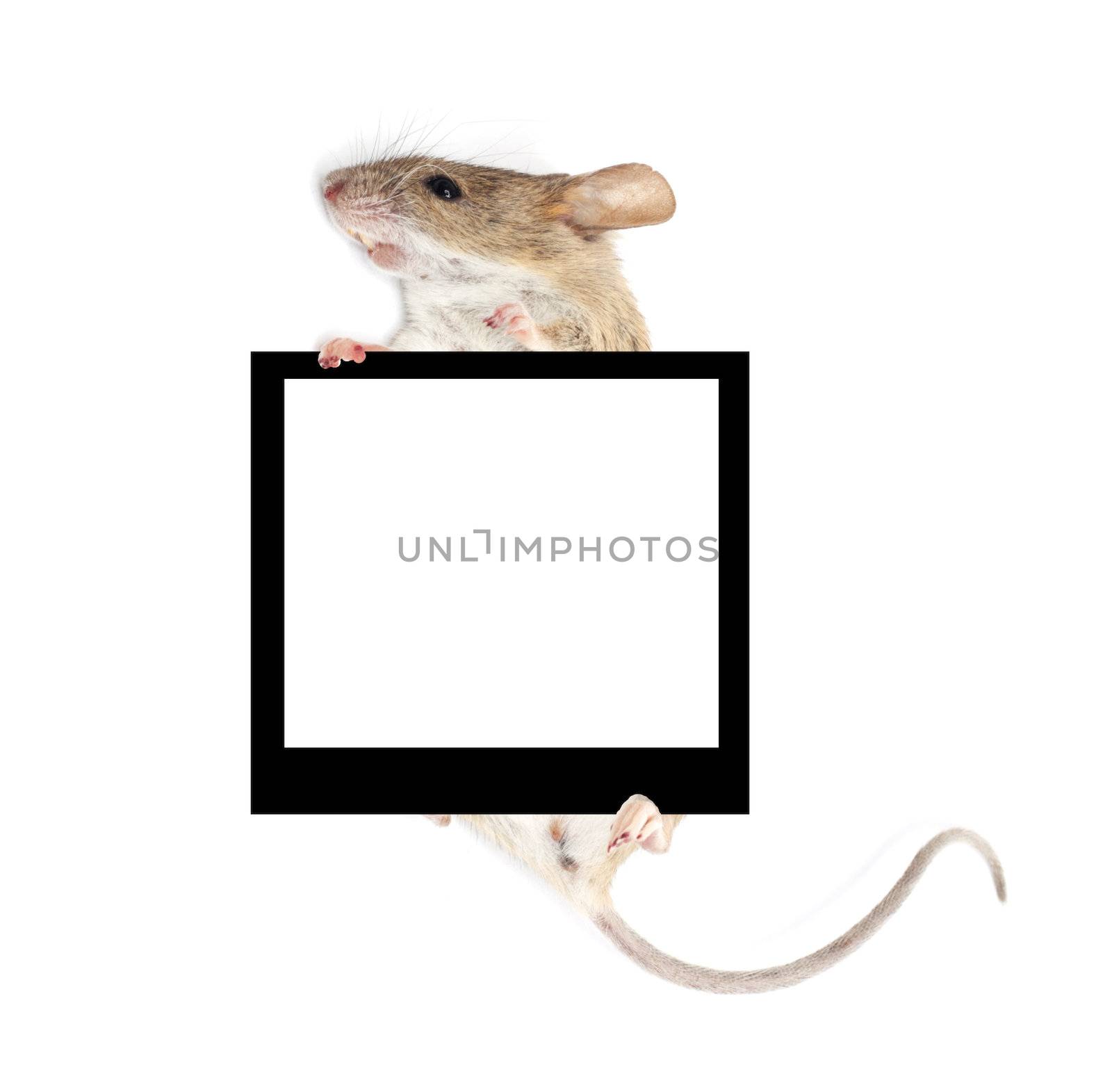 mouse in the paws of a frame holding a white background by schankz