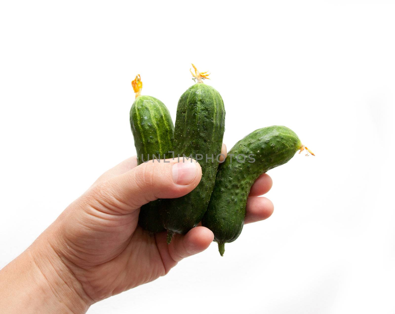 Cucumber in a hand on a white background