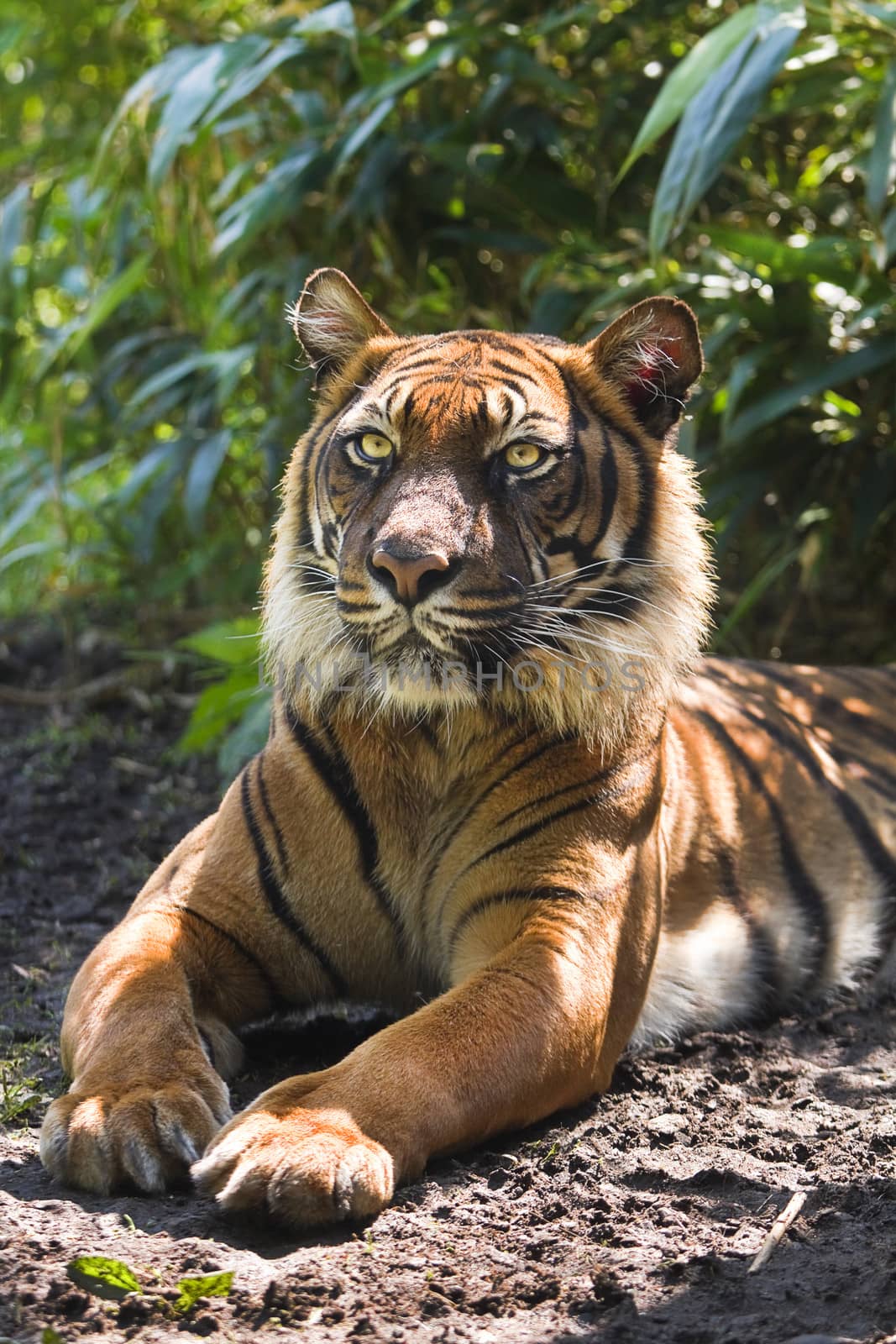 Bengal- or Asian tiger in morning sun with background of bamboo bushes