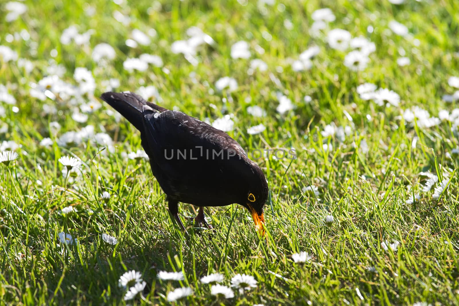 Male Blackbird feeding on grass in evening sun by Colette