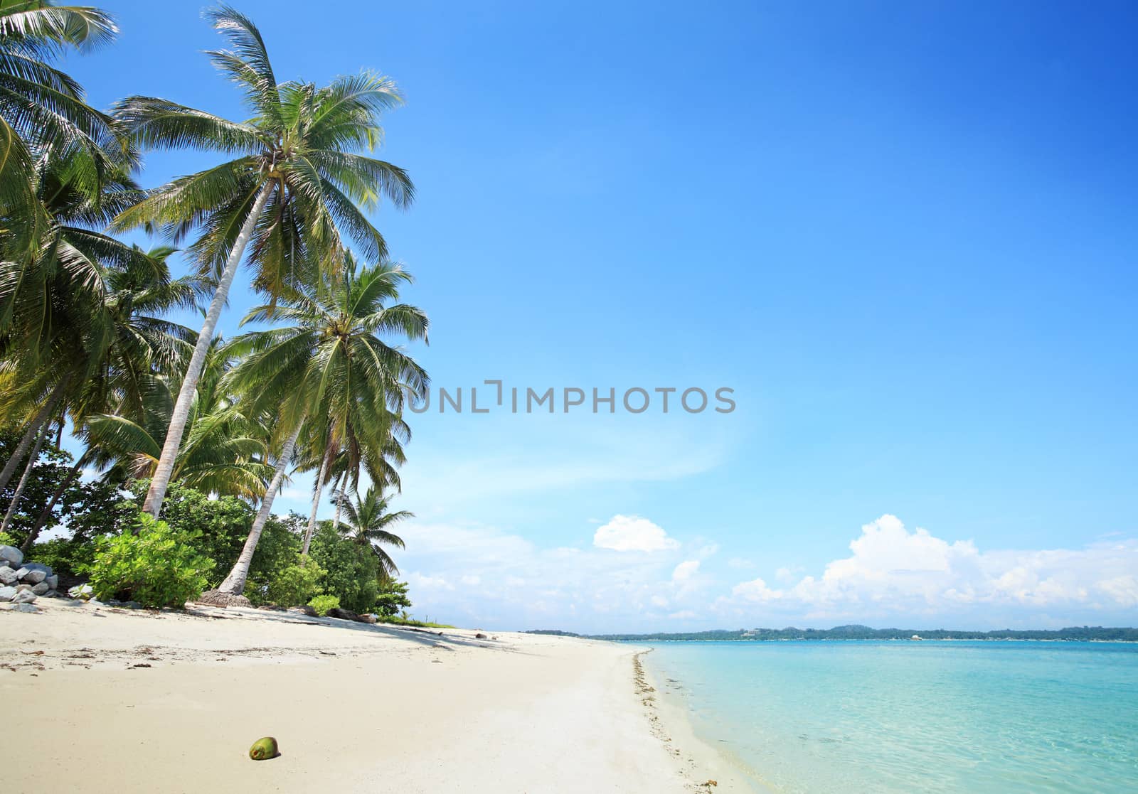 palm trees in tropical white sandy beach