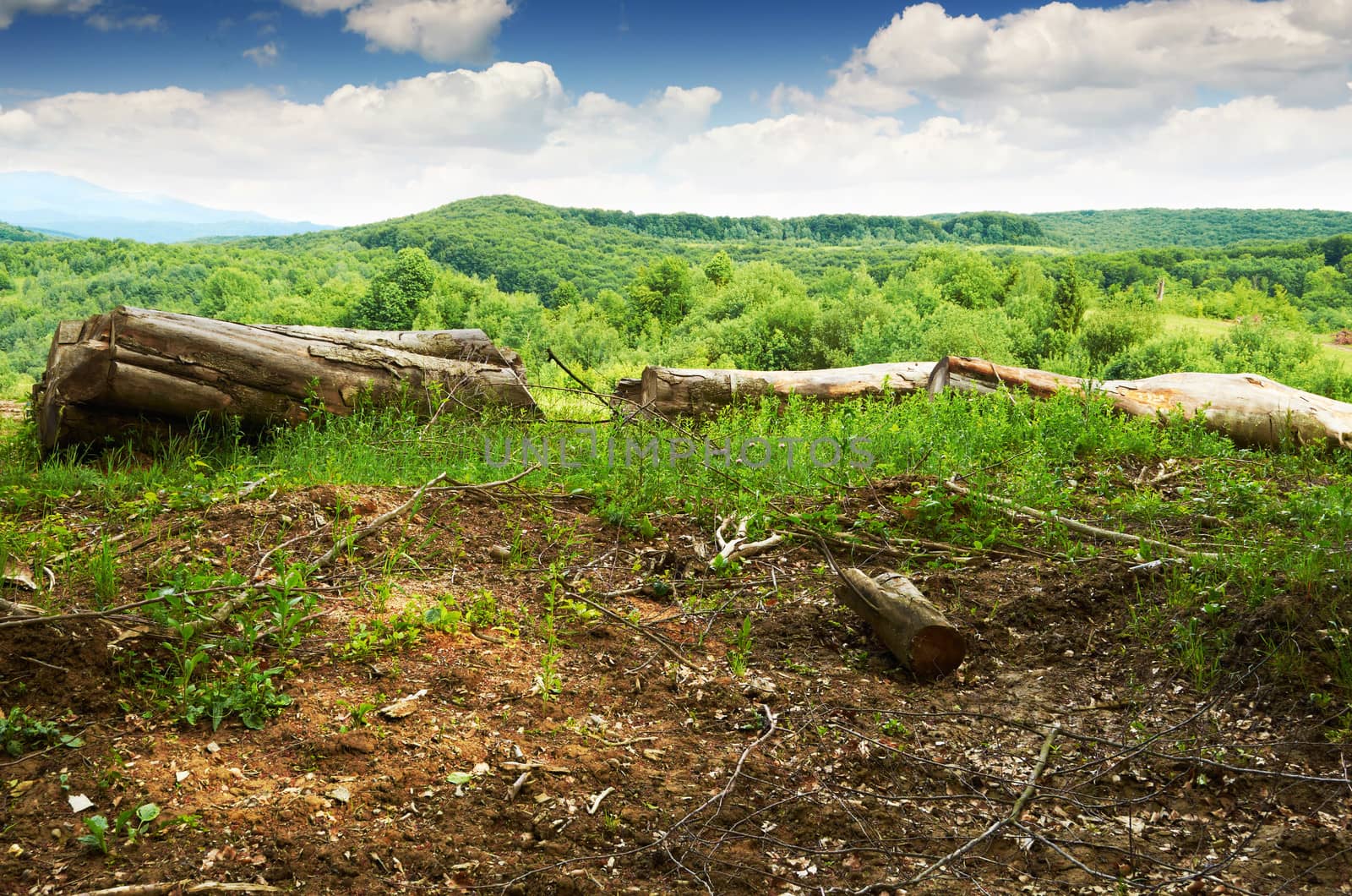 Firewood in the European mountains in summer