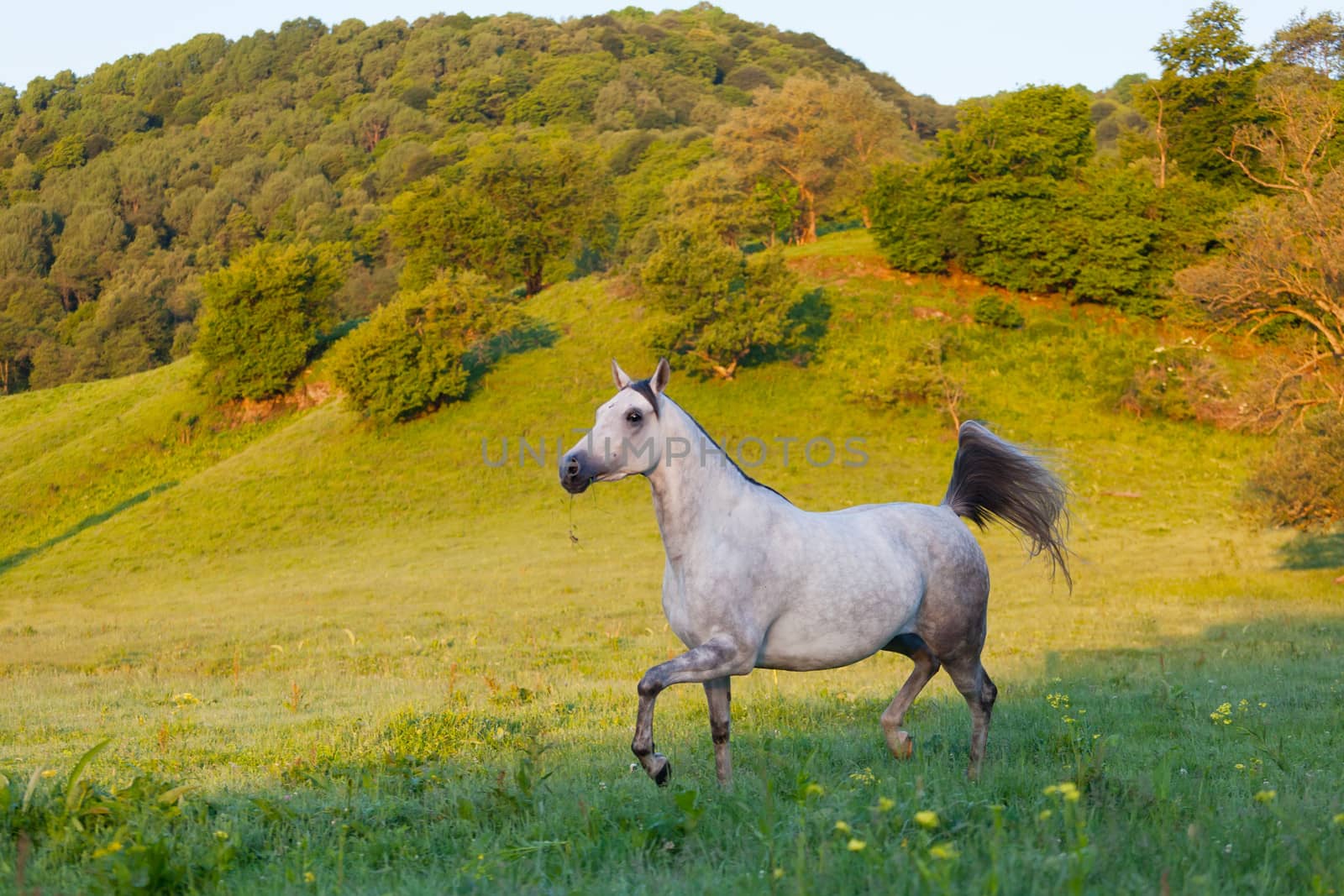 Gray Arab horse gallops on a green meadow