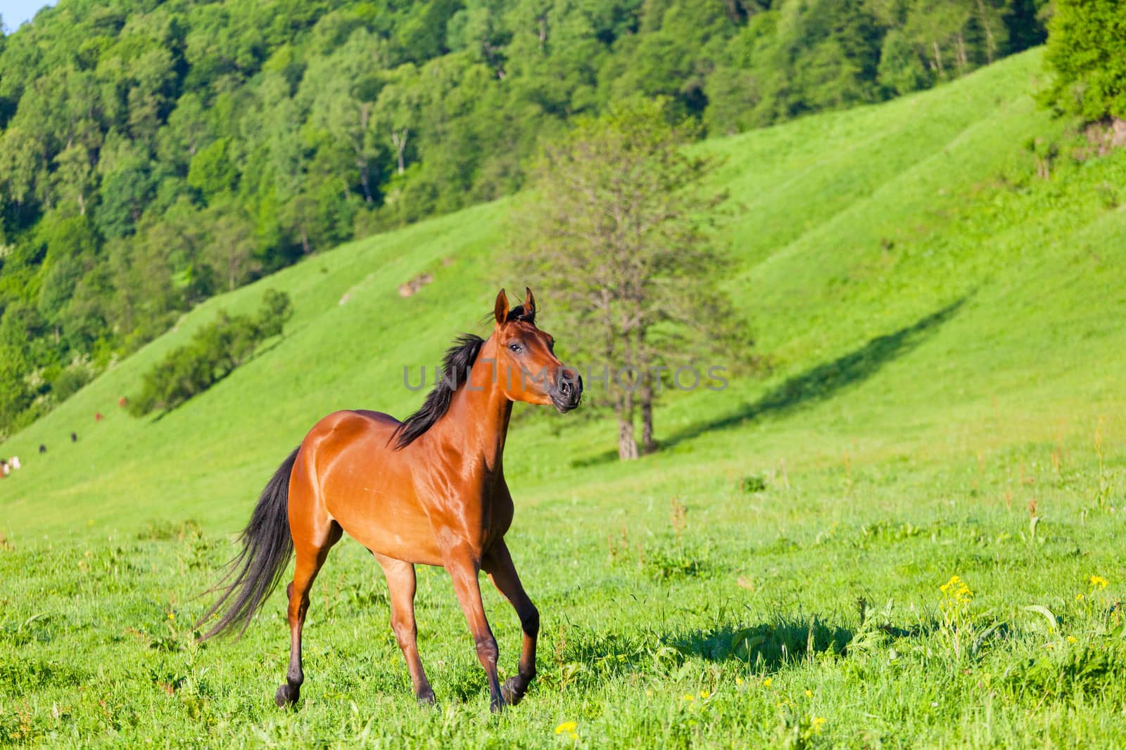 Arab racer runs on a green summer meadow