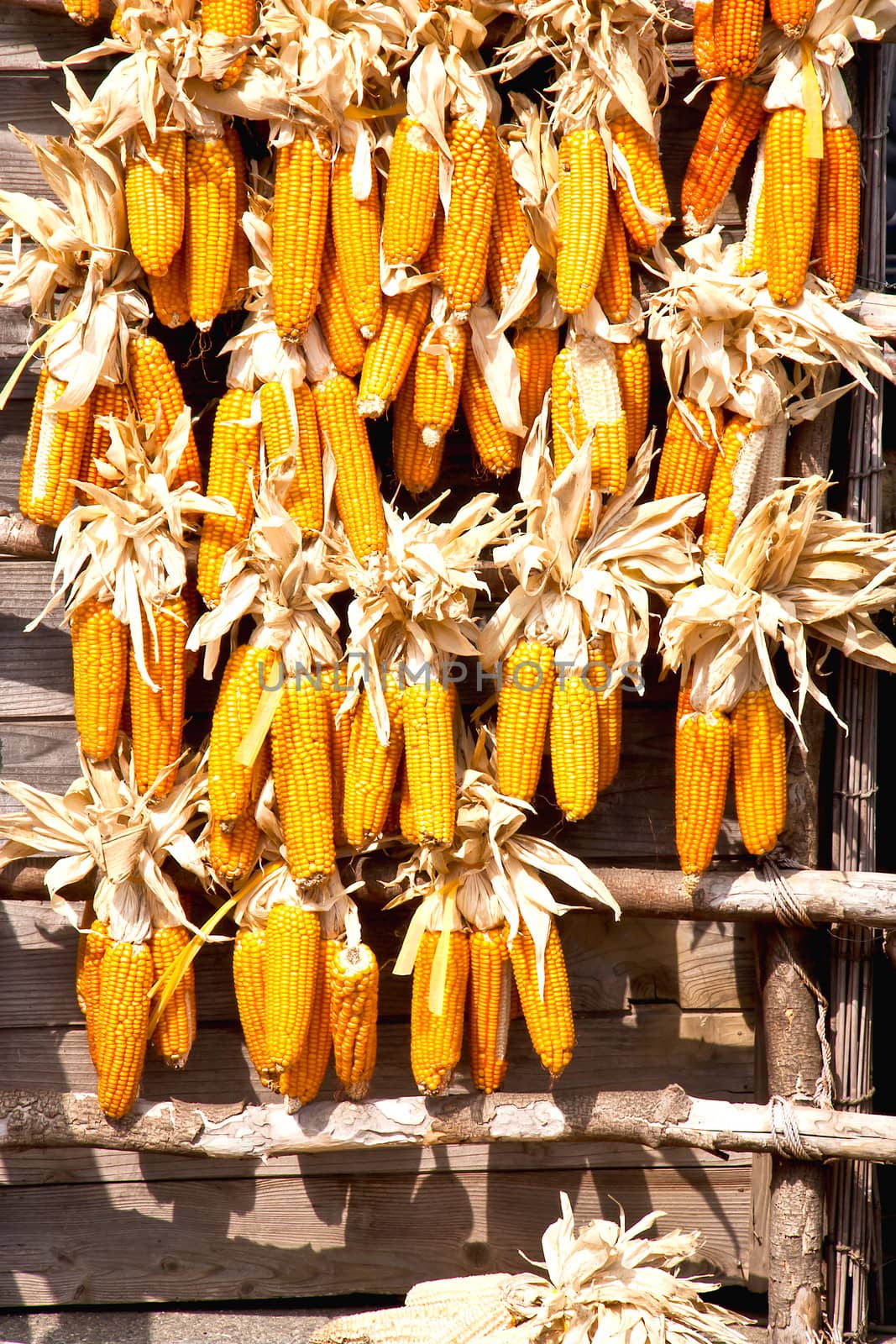 Many corn had been hung on the wood