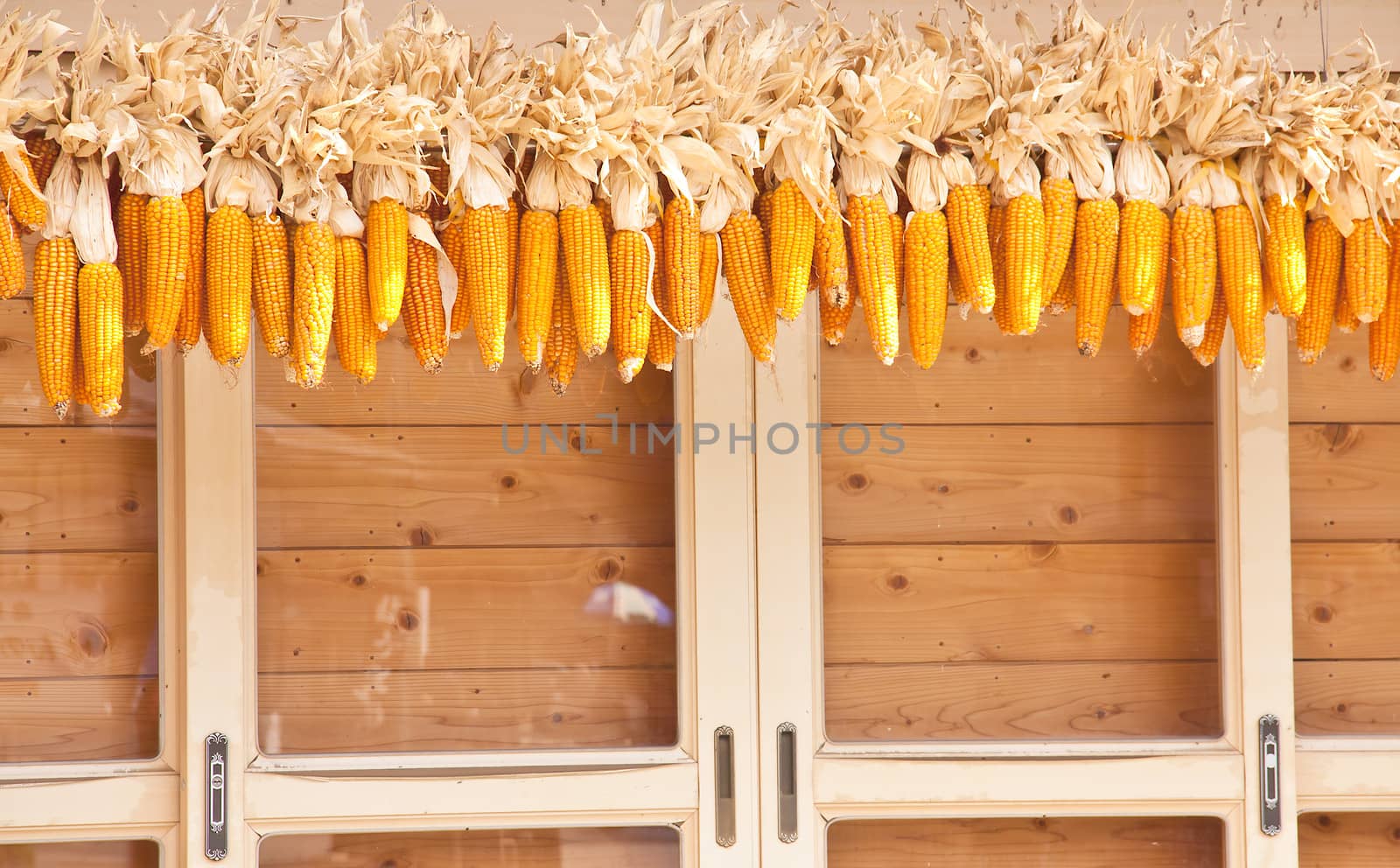 Many corn. by Theeraphon