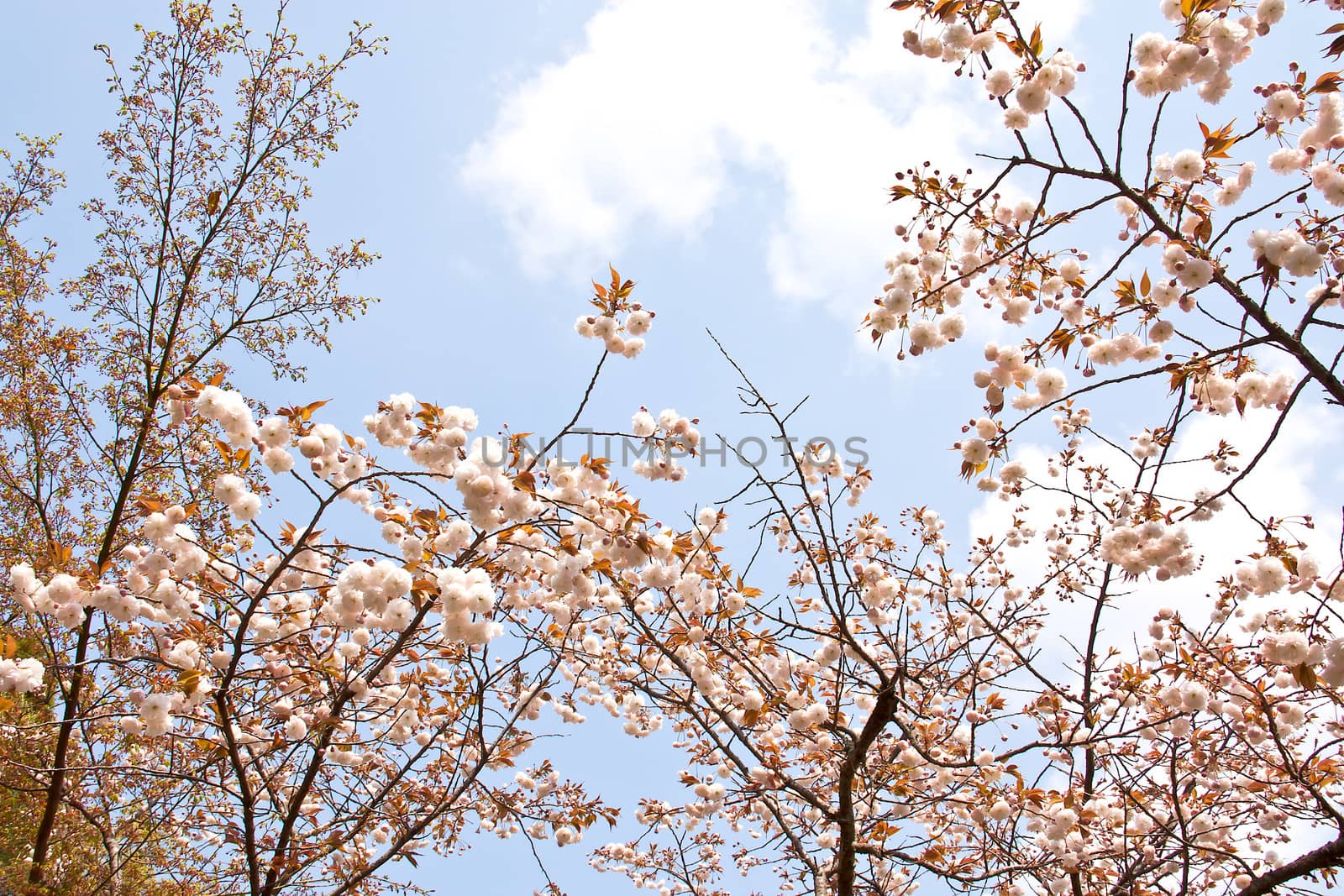 Sakura branch and flowers blooming blossom on sky background